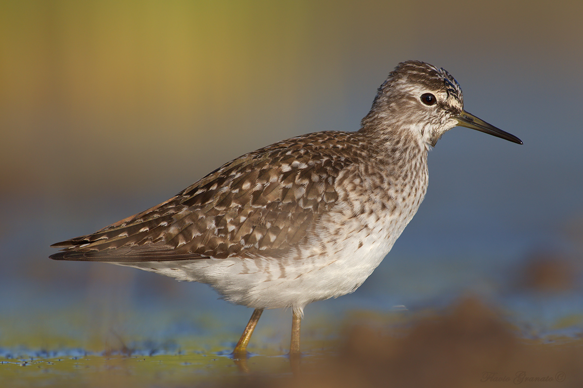 Close up, boschereccio.