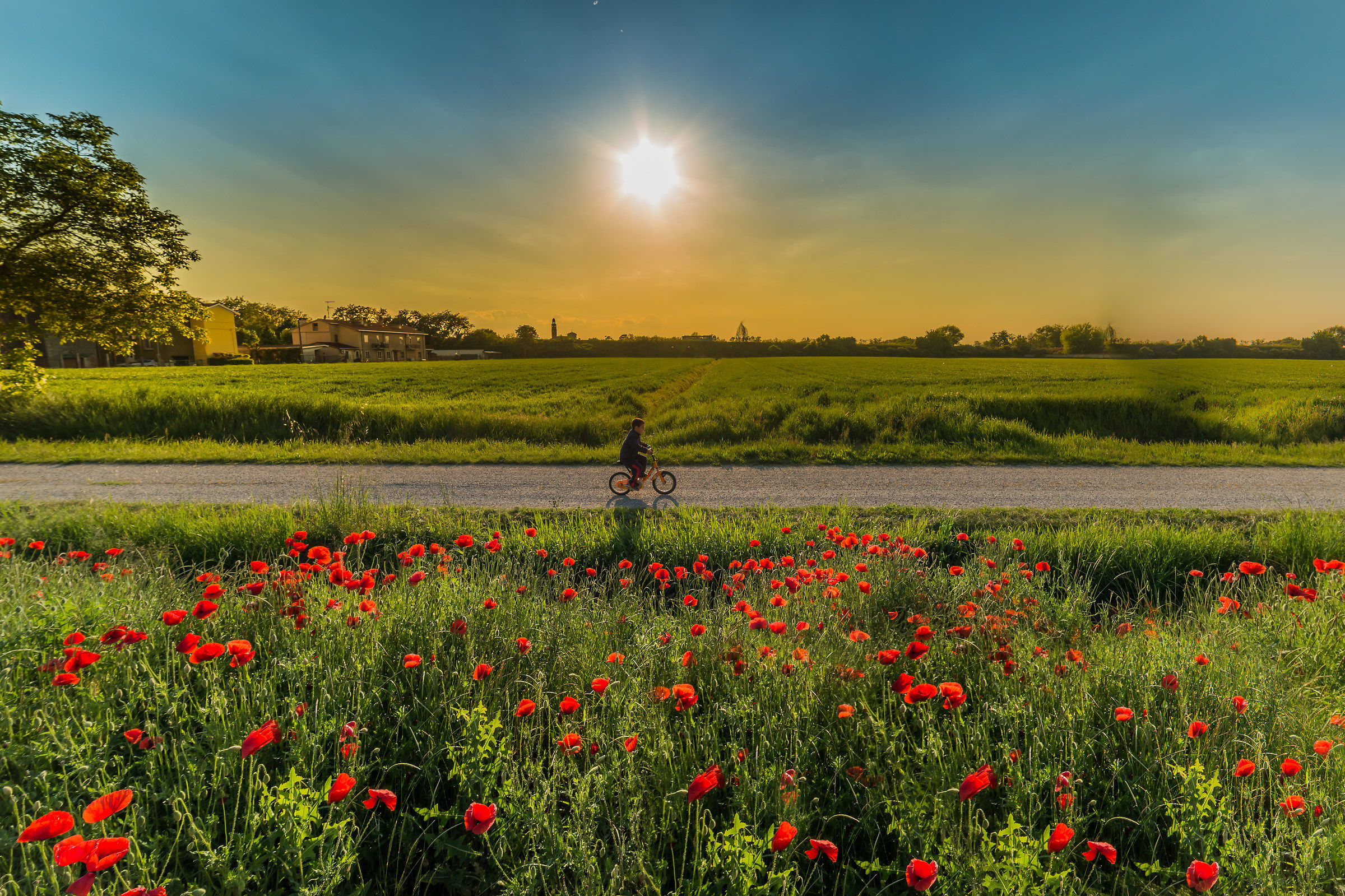 The Child and the Poppies ....