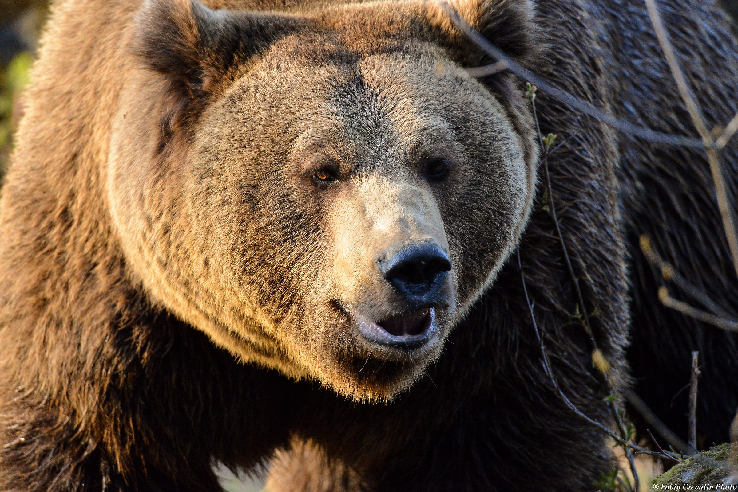 The Bear .... the male!