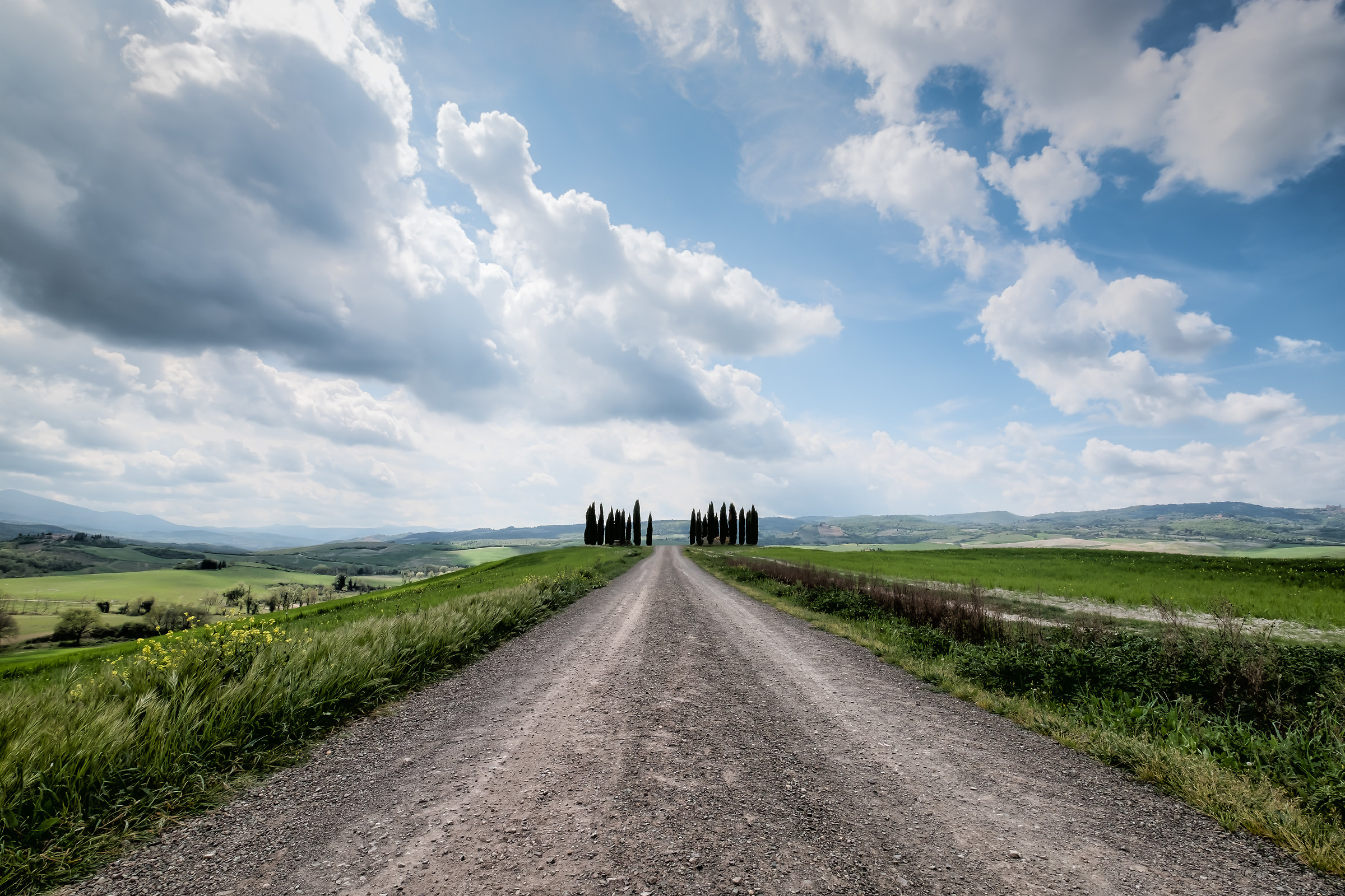 Cypresses in the Val d'Orcia