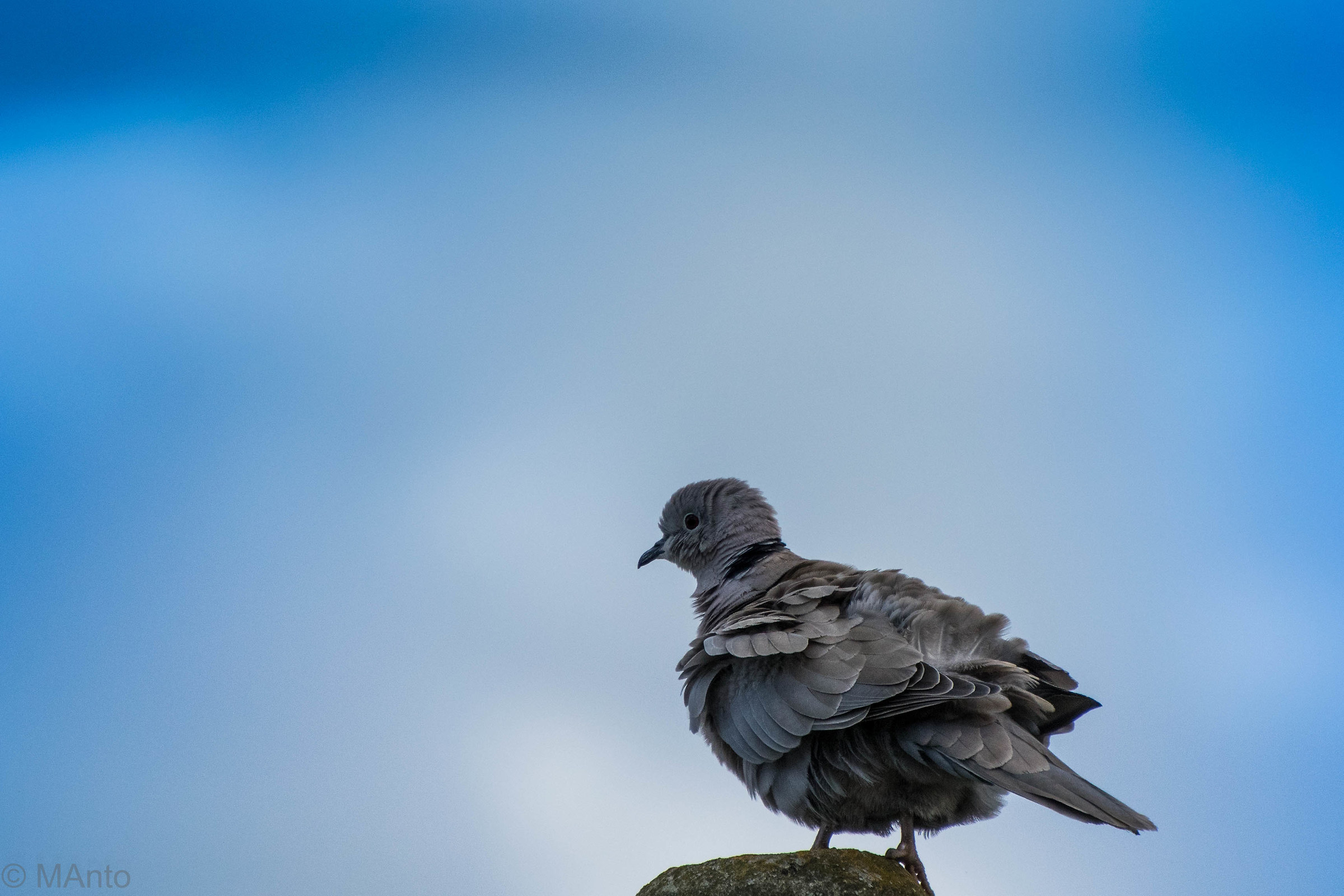 Feathers in the wind