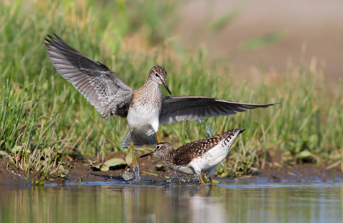 Wood Sandpiper