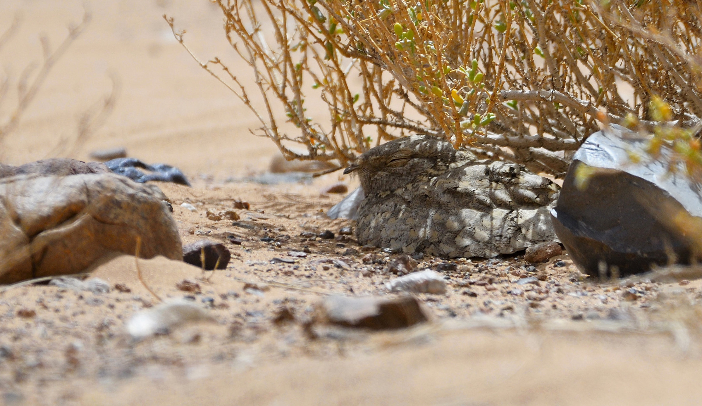 succiacapre isabellino