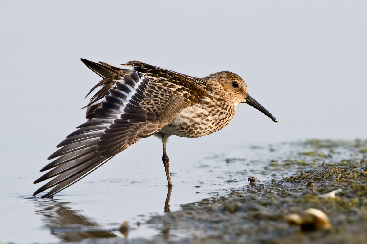 Piovanello pancianera