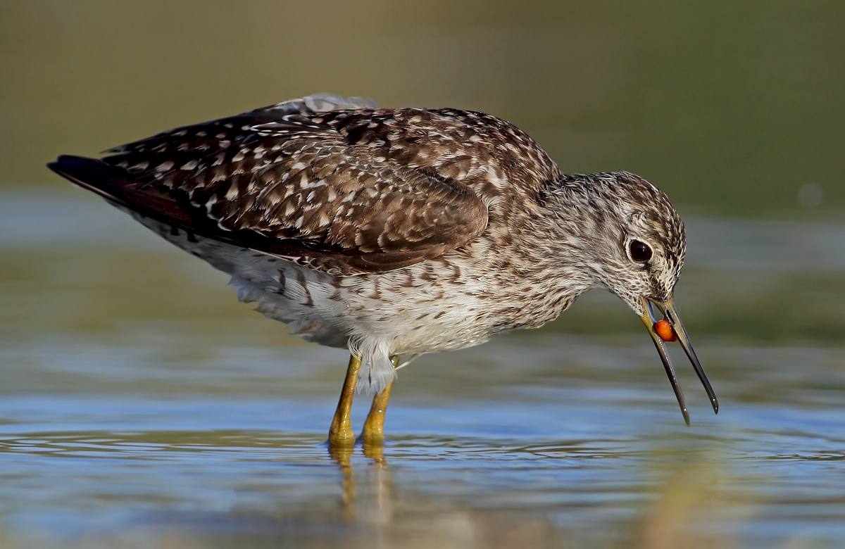 Pyro piro boschereccio