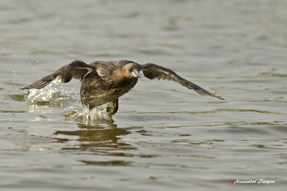 Little Grebe