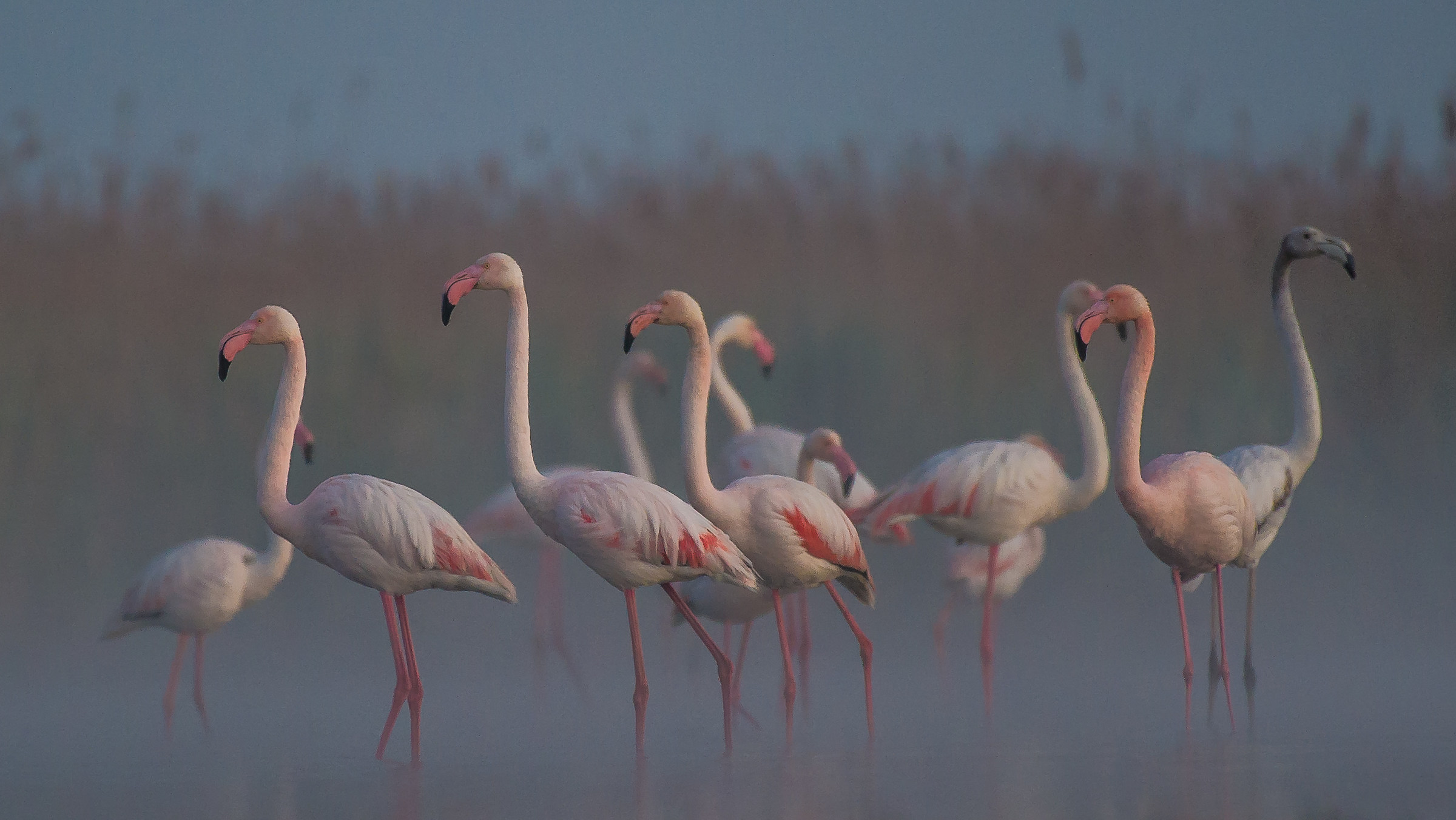 Flamingos in the mist at the early dawn lights.