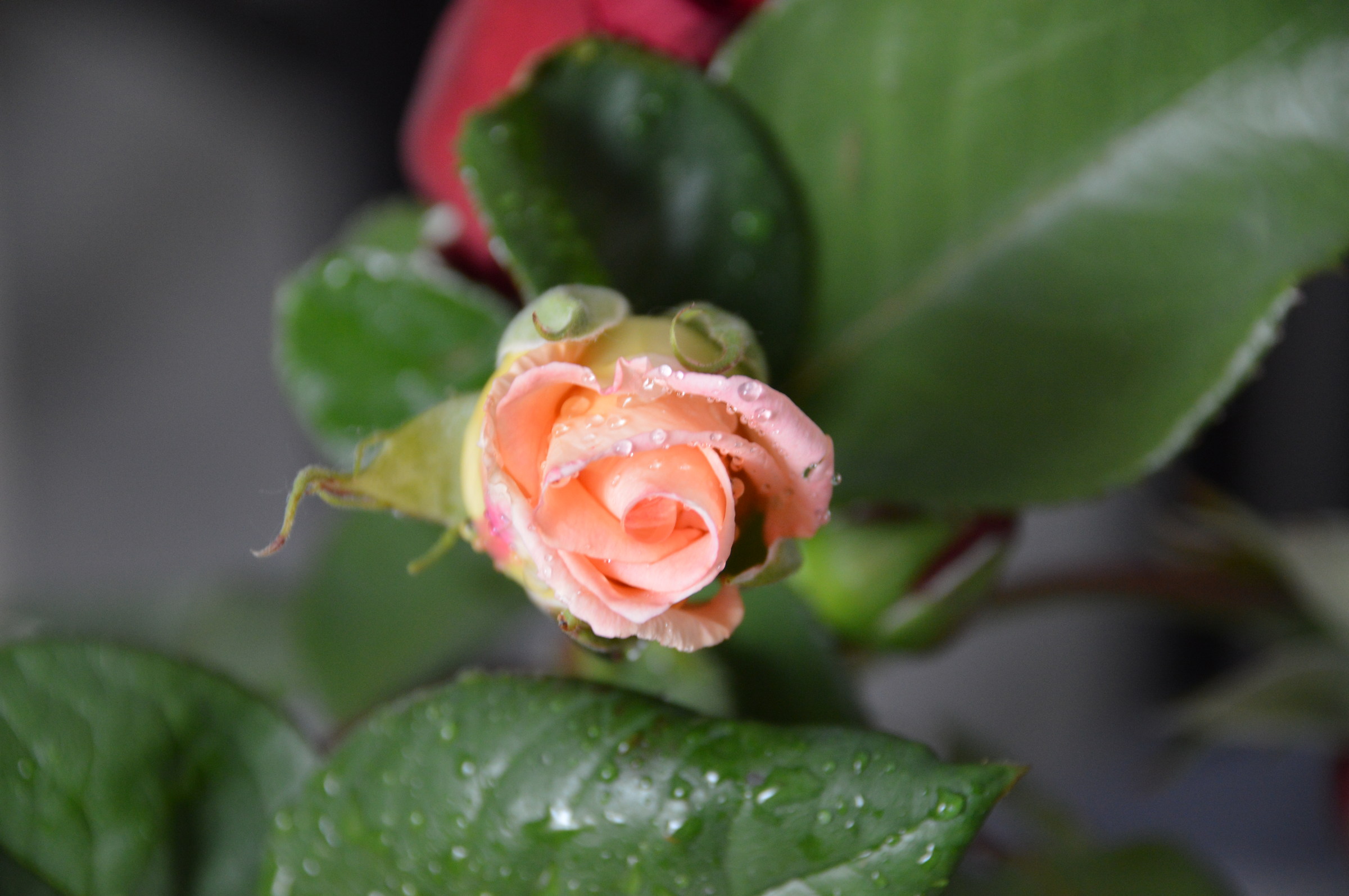 The first rose bud of Pope John