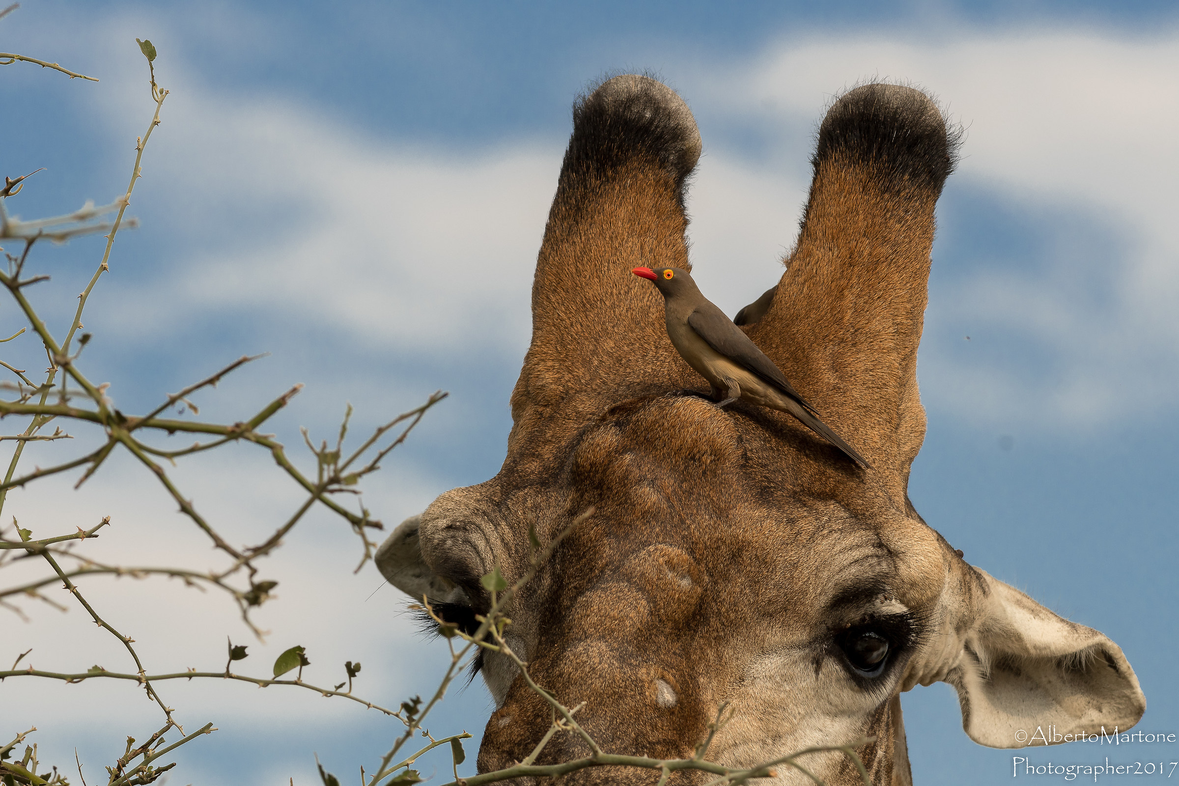 A buffalo looking for delicious insects. No crop.