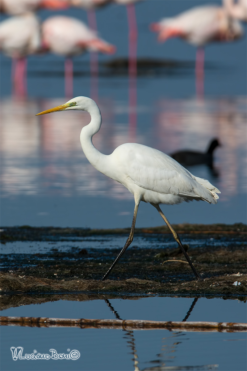 Great Egret