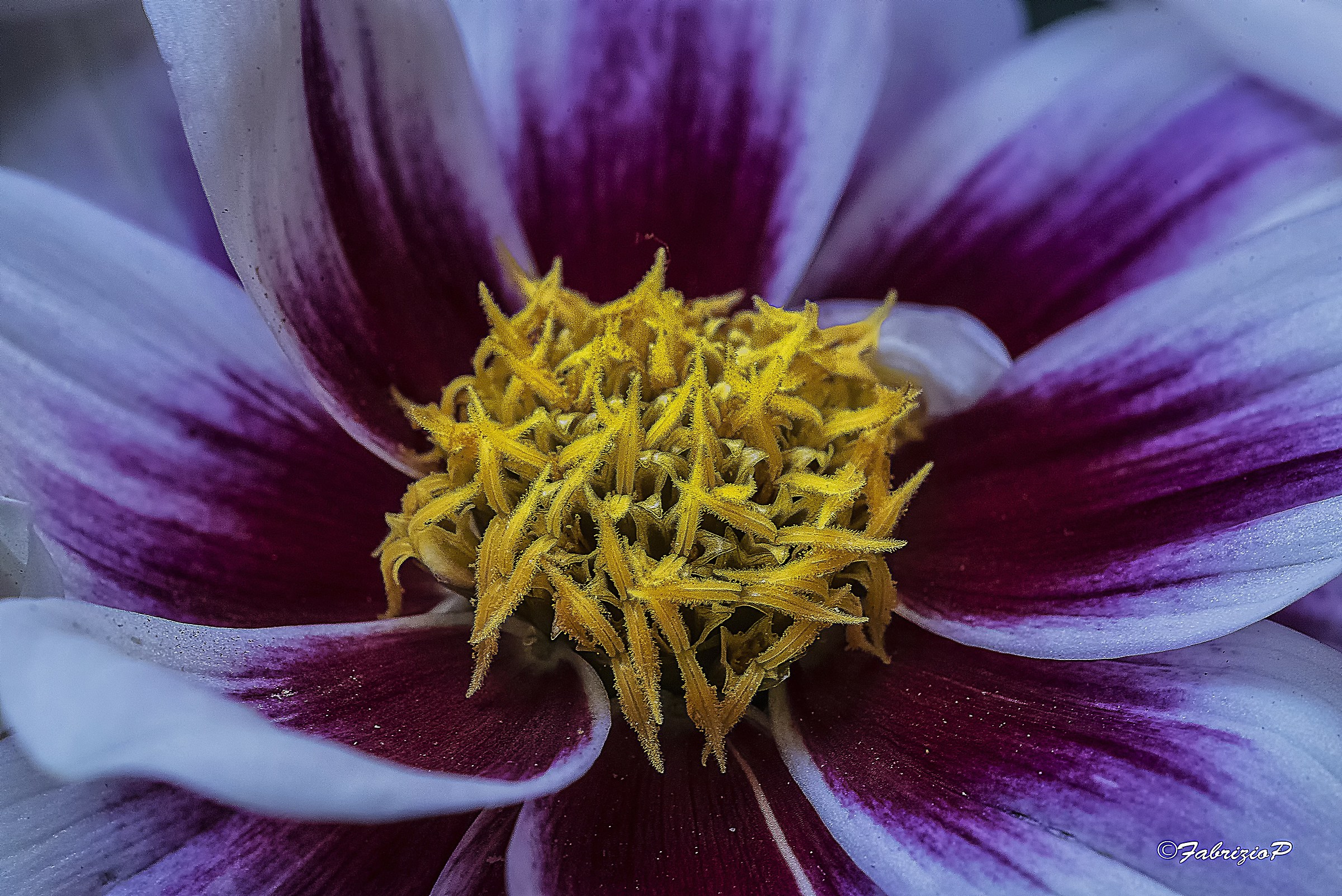 .....Ed ecco ...la mia corona