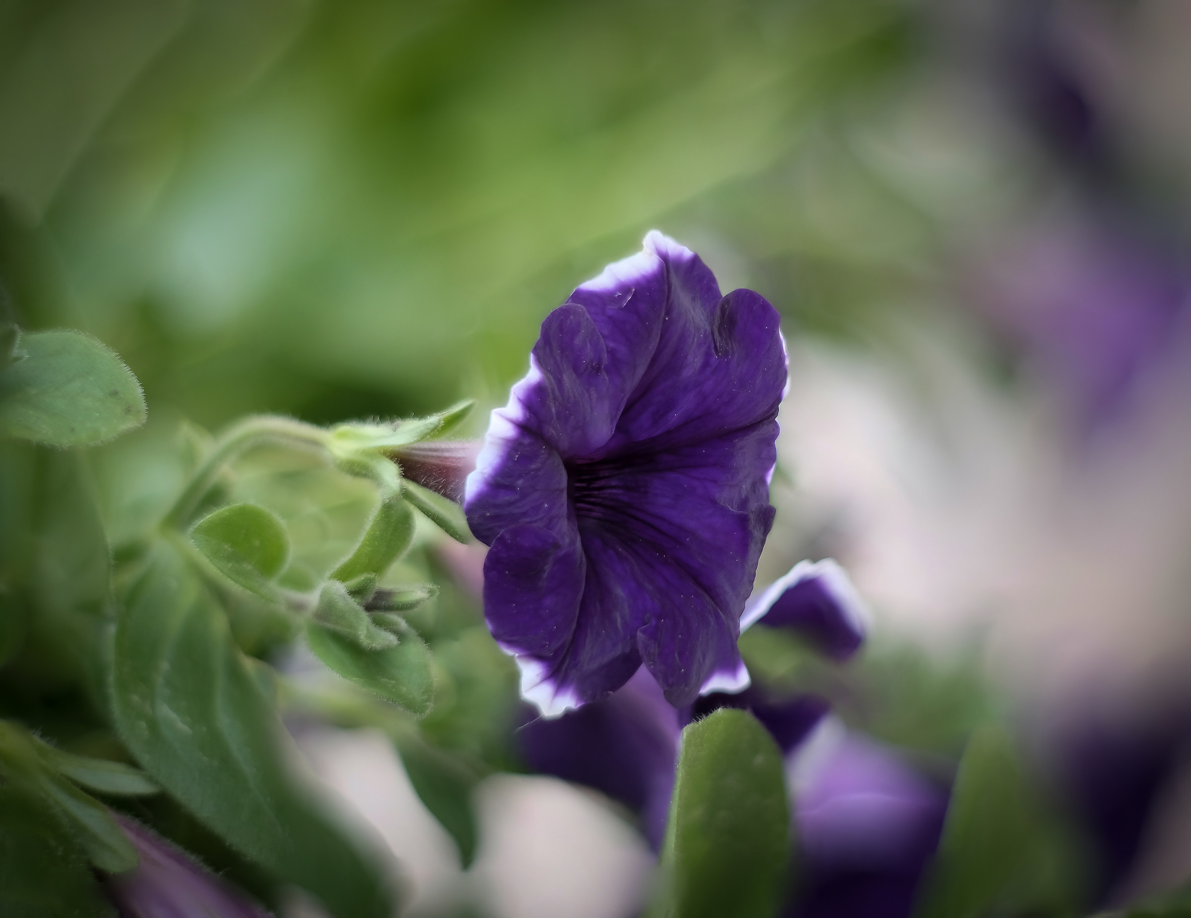 zeiss jena tessar 2,8 bokeh