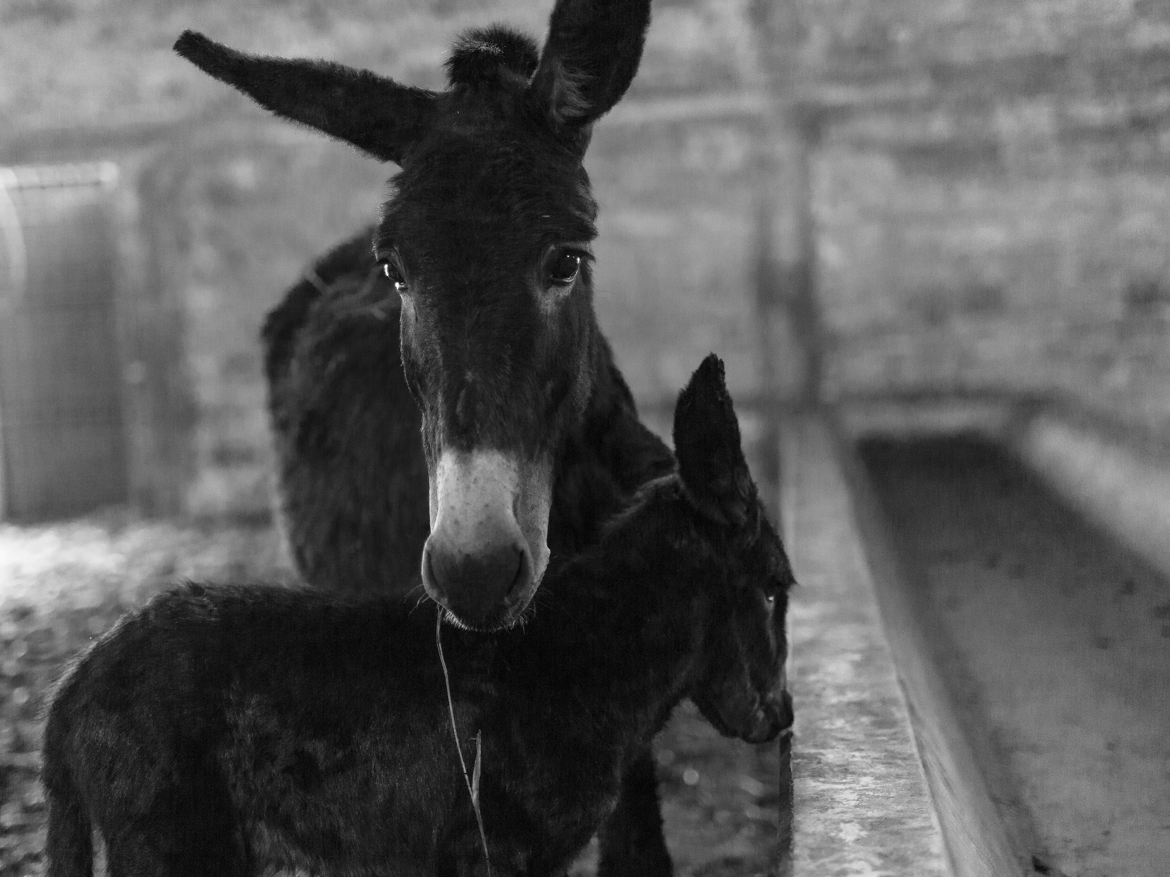The donkey and her cub