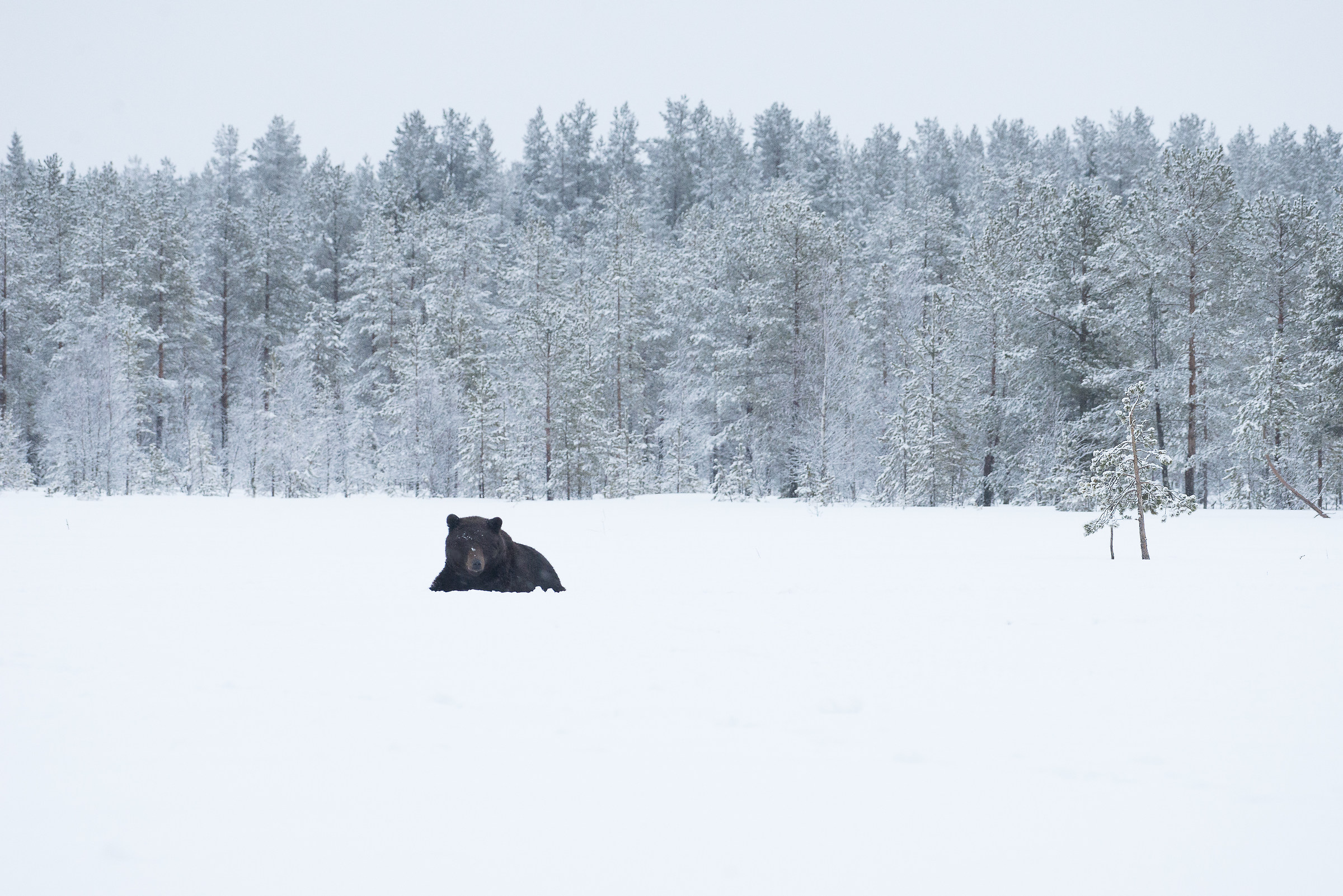 The bear and her environment