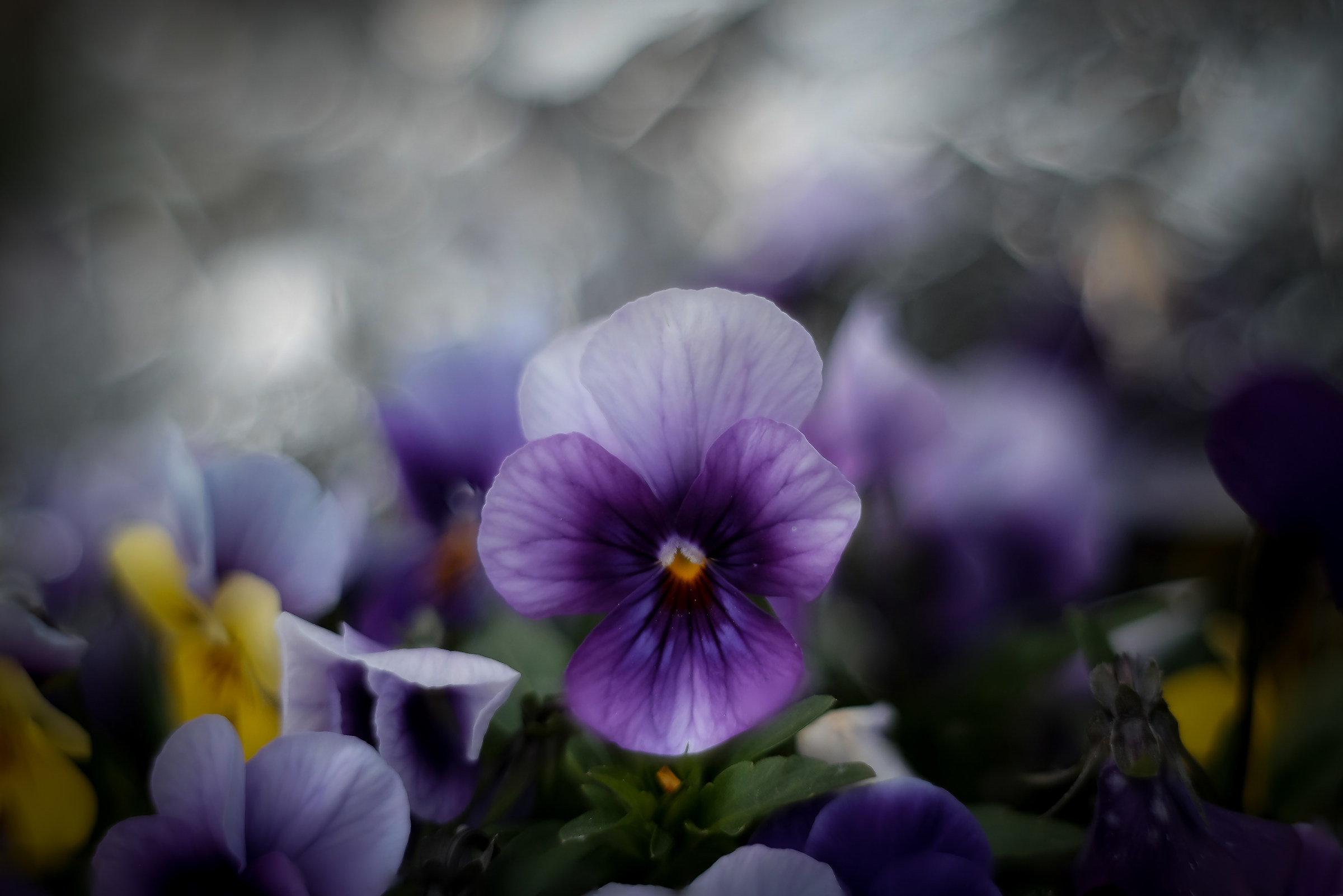 zeiss jena tessar 2,8 bokeh