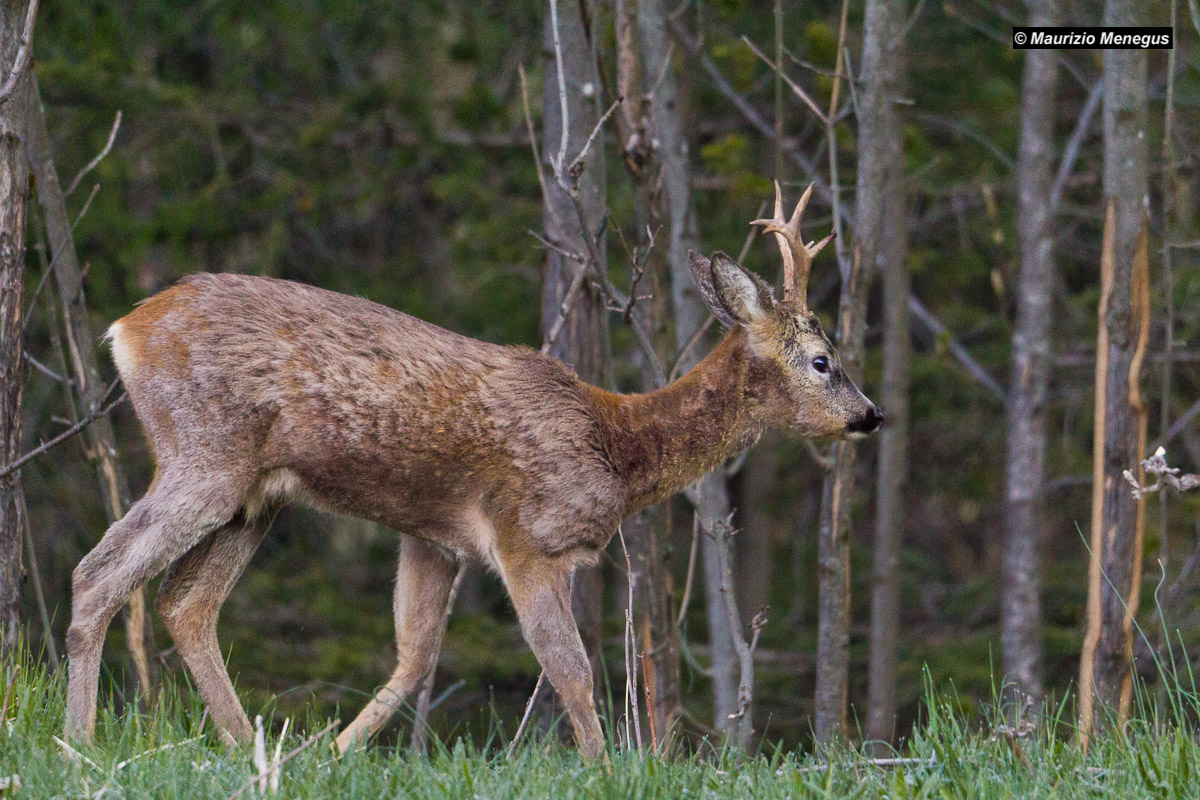 Capriolo maschio in muta