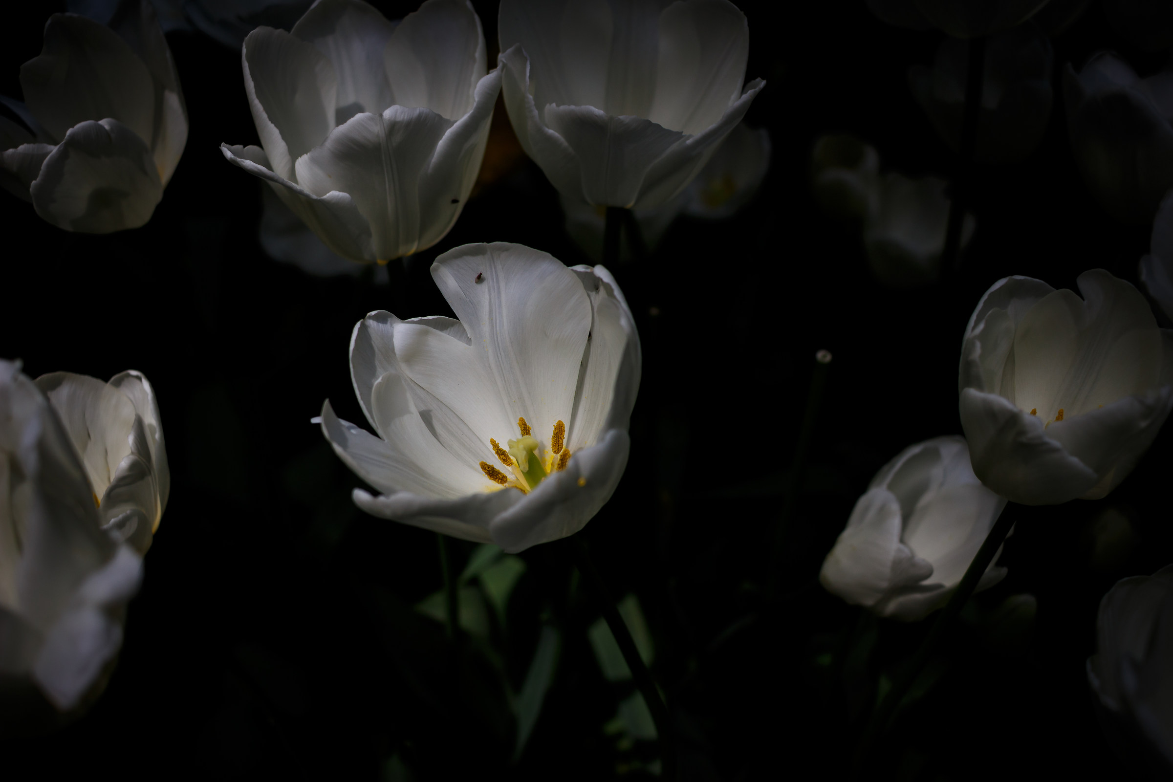 Several minutes sunshine 1