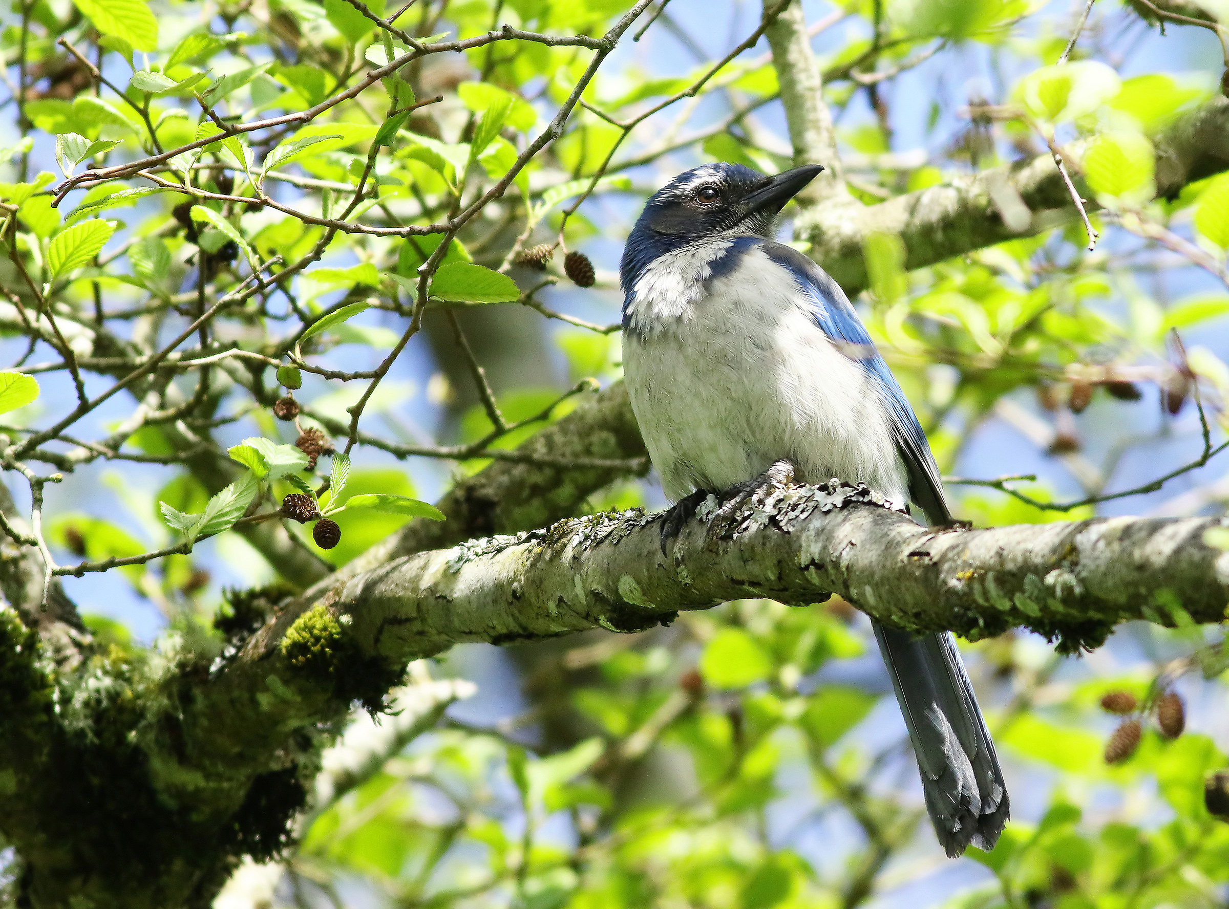 Tempo di primavera Jay