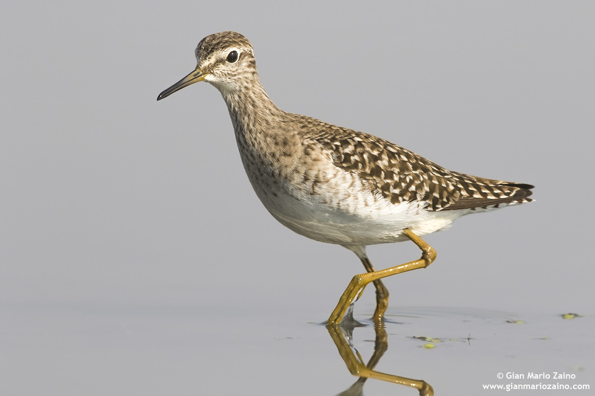 Piro Piro Boschereccio / Tringa glareola