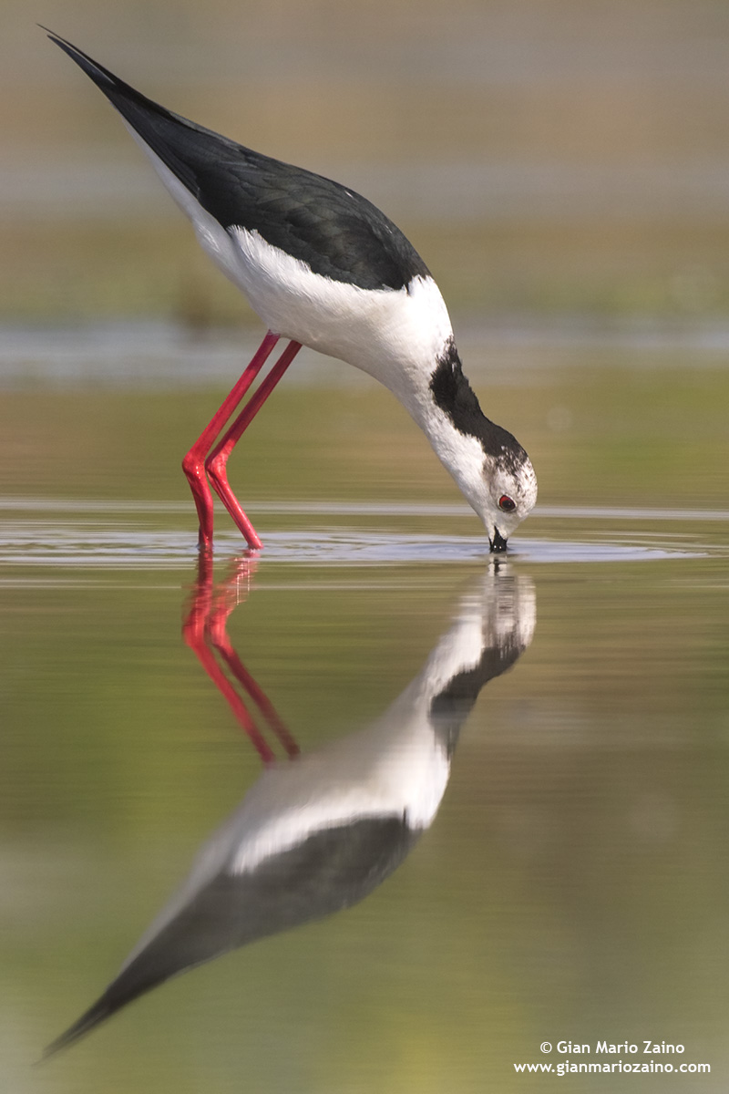 Italian Knight / Himantopus himantopus