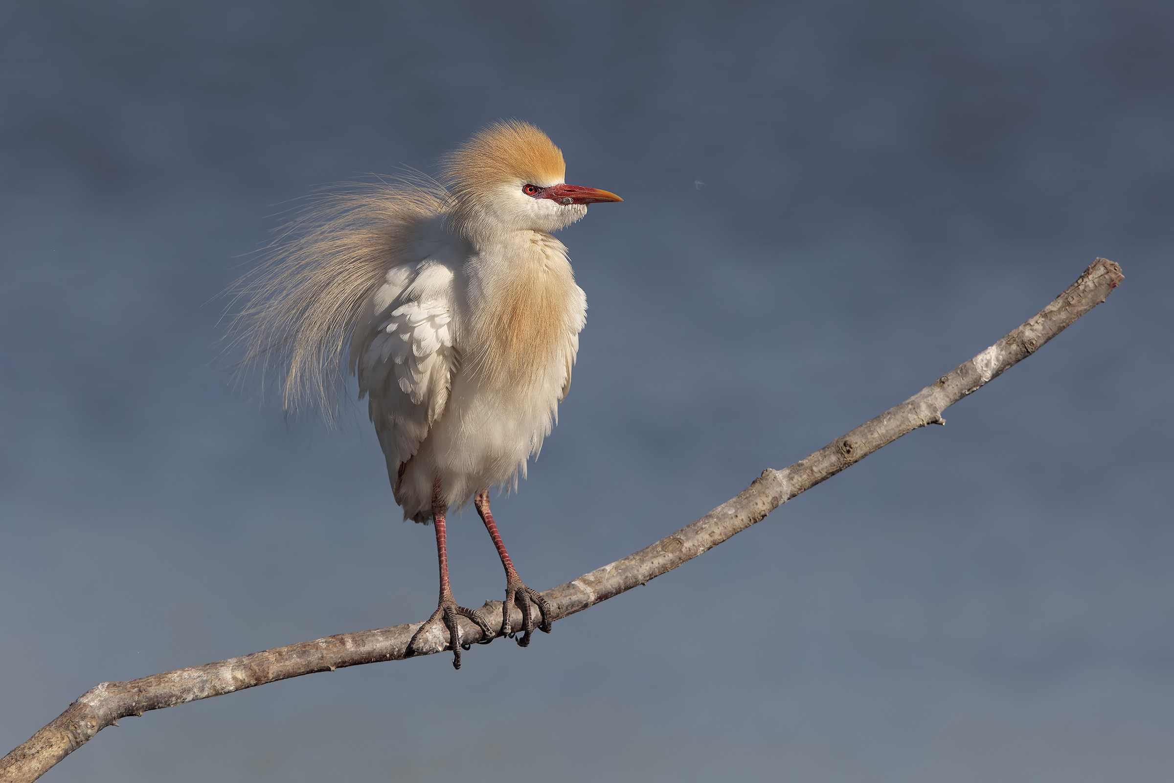Heron Egrets