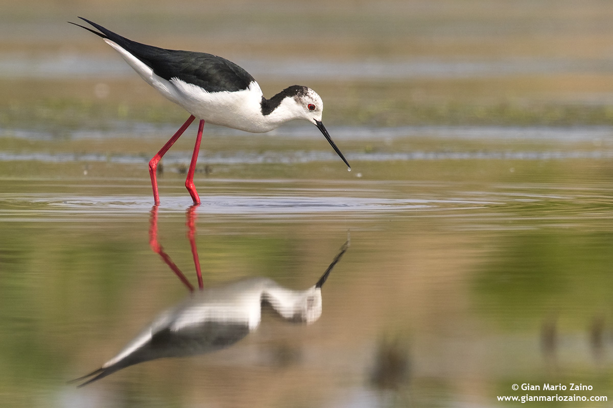 Italian Knight / Himantopus himantopus