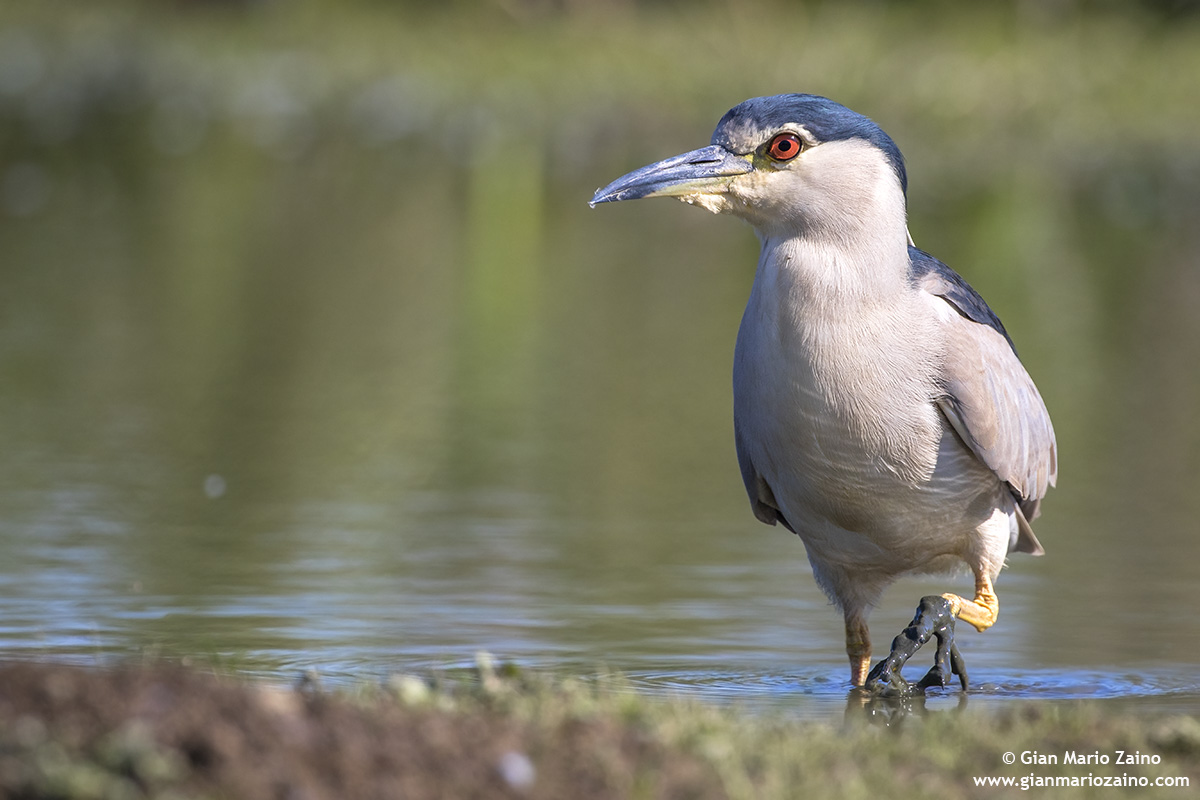 Nitticora / Nycticorax nycticorax