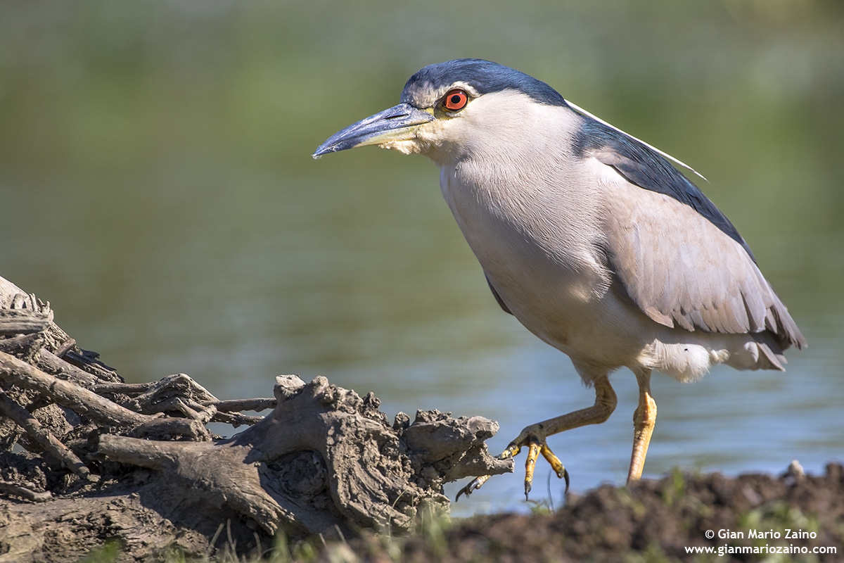 Nitticora / Nycticorax nycticorax