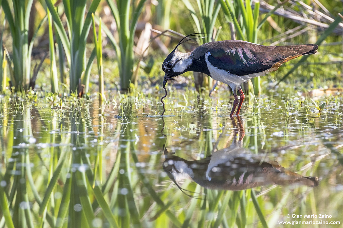 Pavoncella / Vanellus vanellus