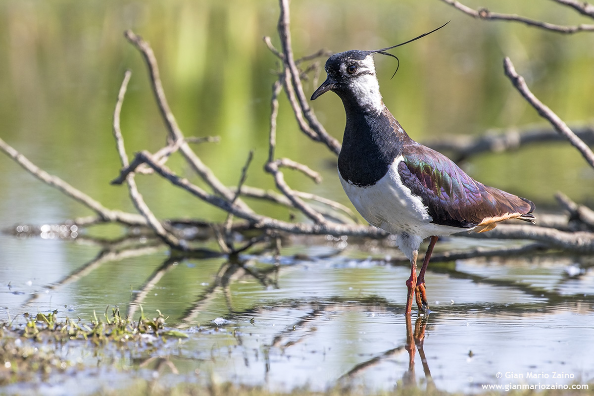 Pavoncella / Vanellus vanellus