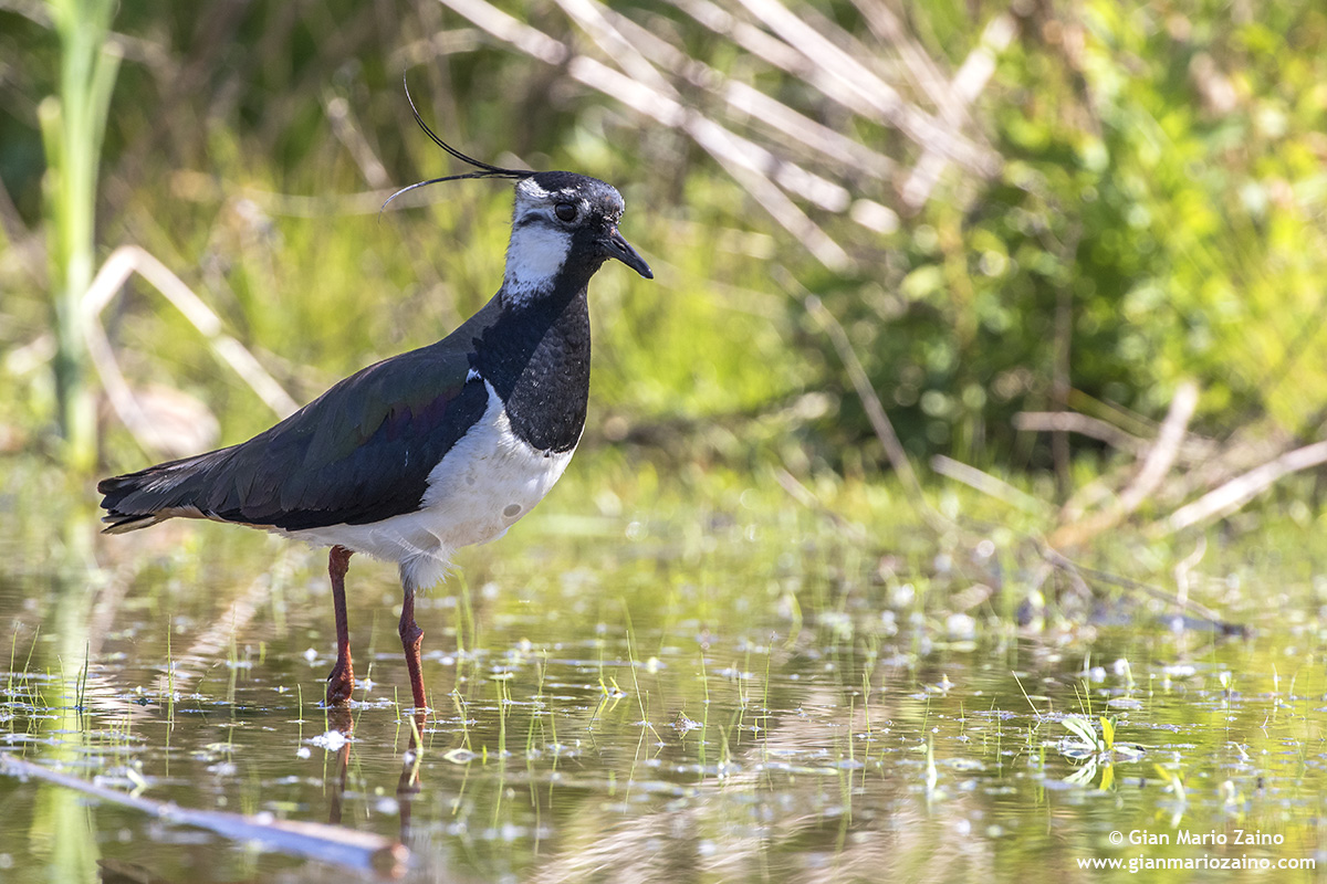 Pavoncella / Vanellus vanellus