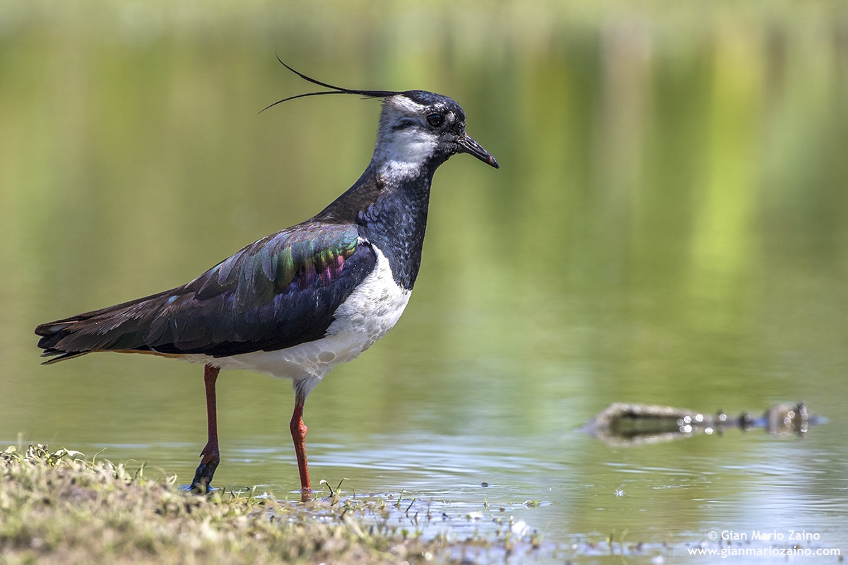 Pavoncella / Vanellus vanellus
