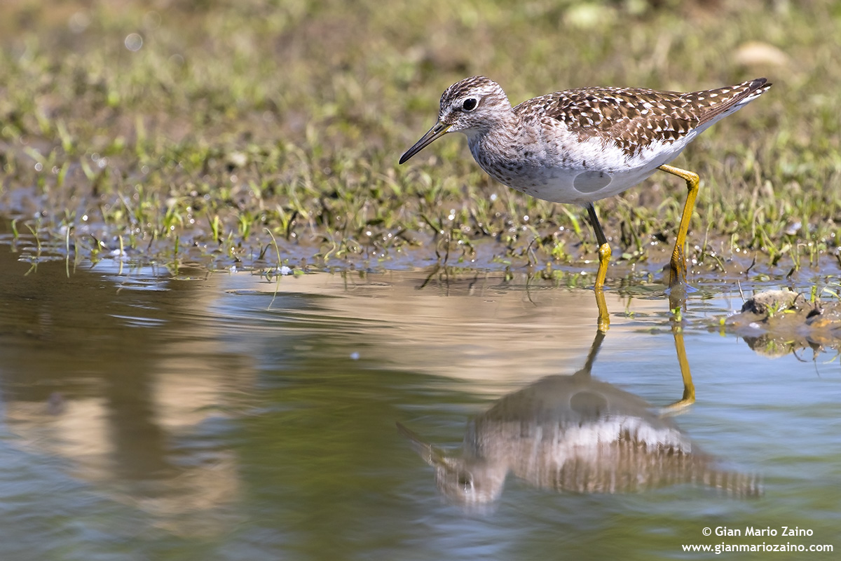 Piro Piro Boschereccio / Tringa glareola