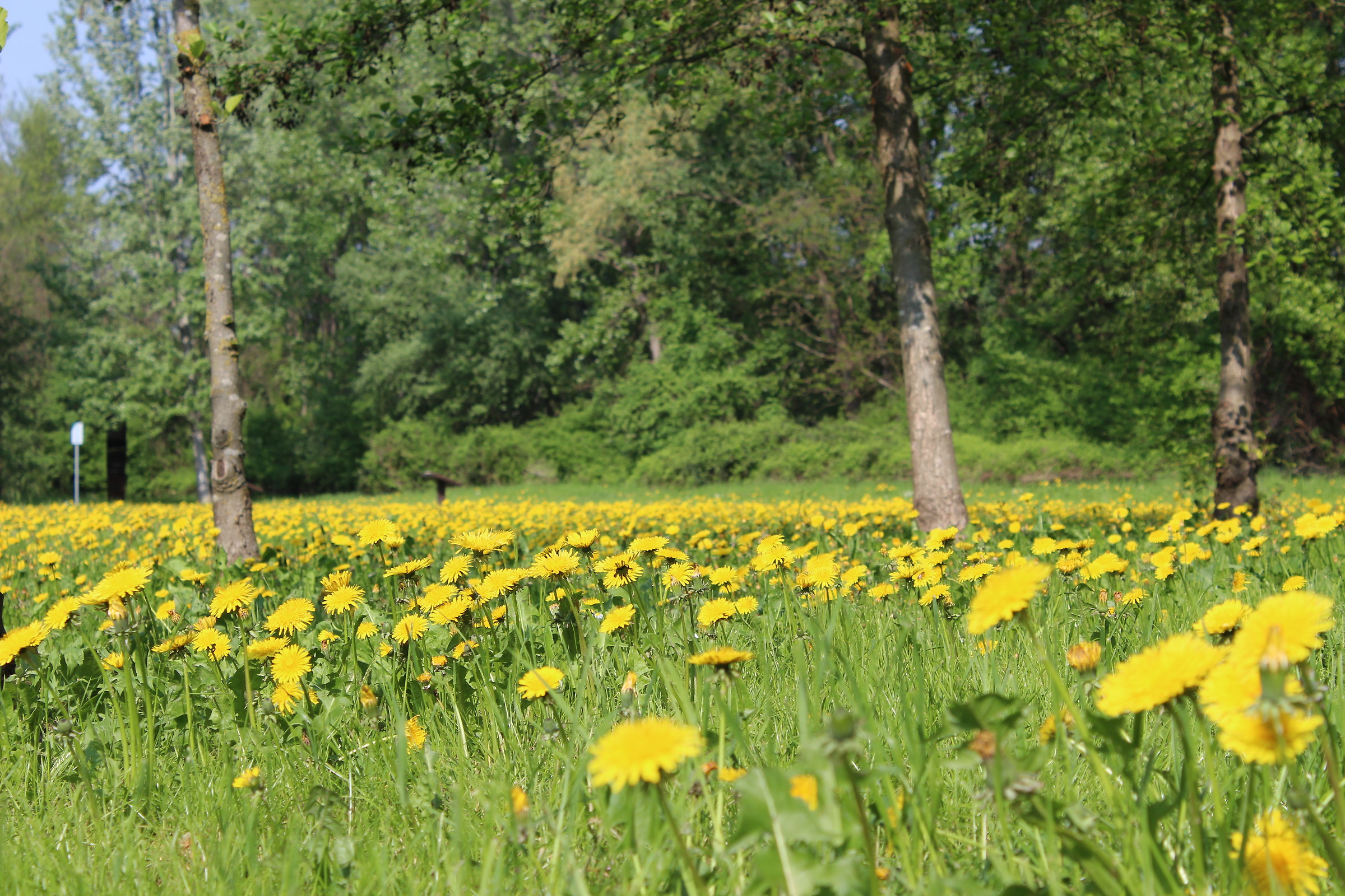 Prato con denti di leone in un parco