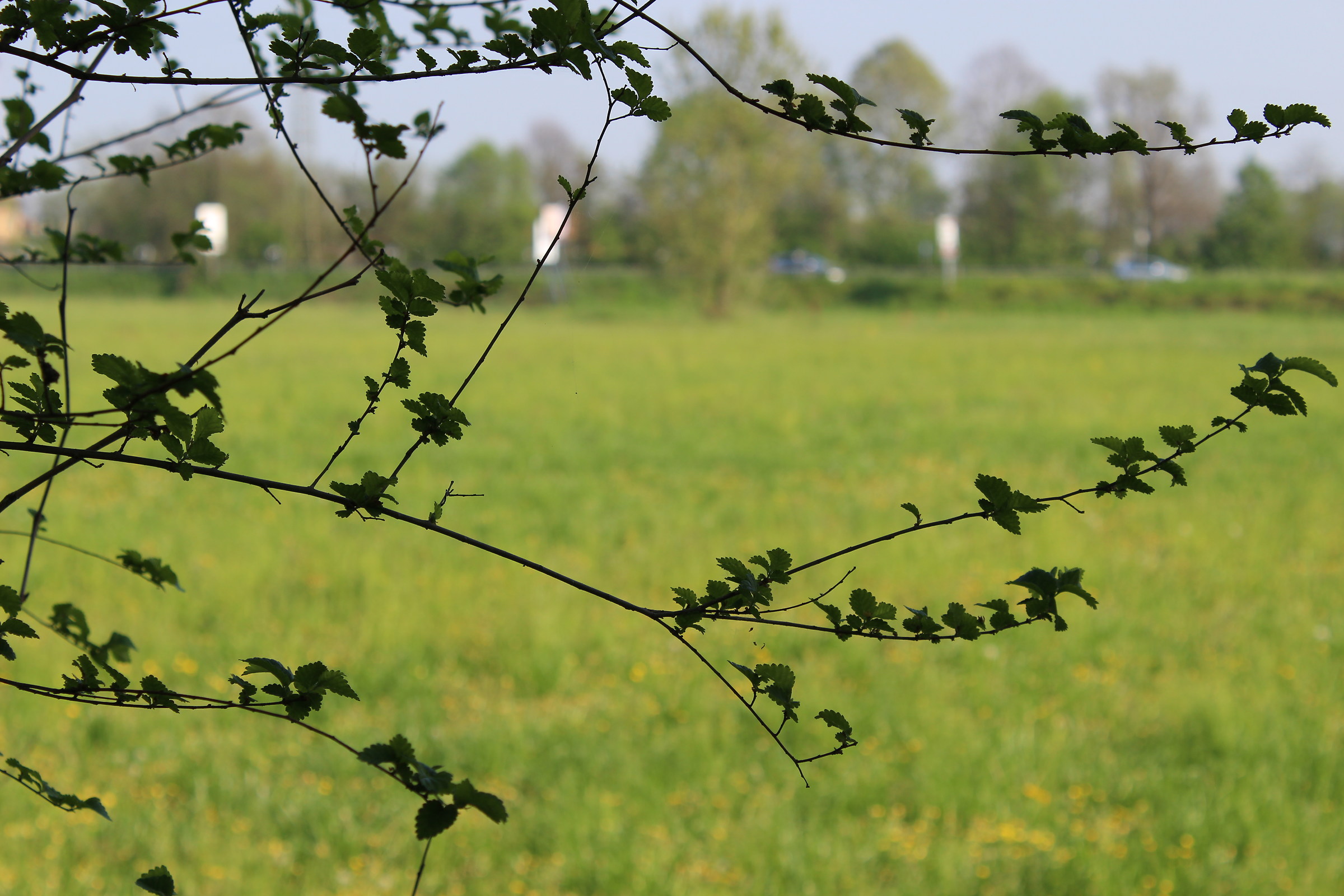 Prairie shaded by a twig of a bush