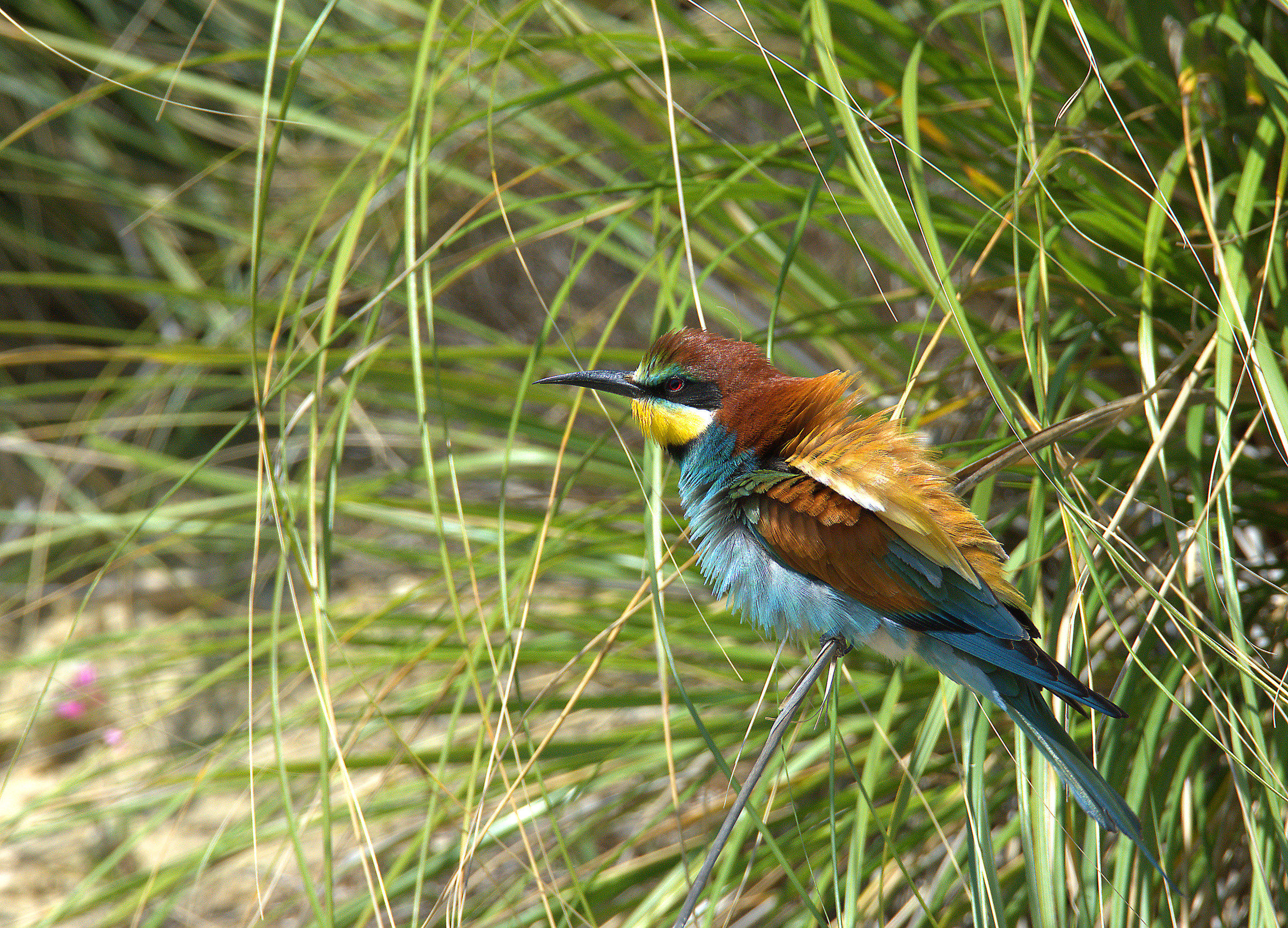 Bee eater
