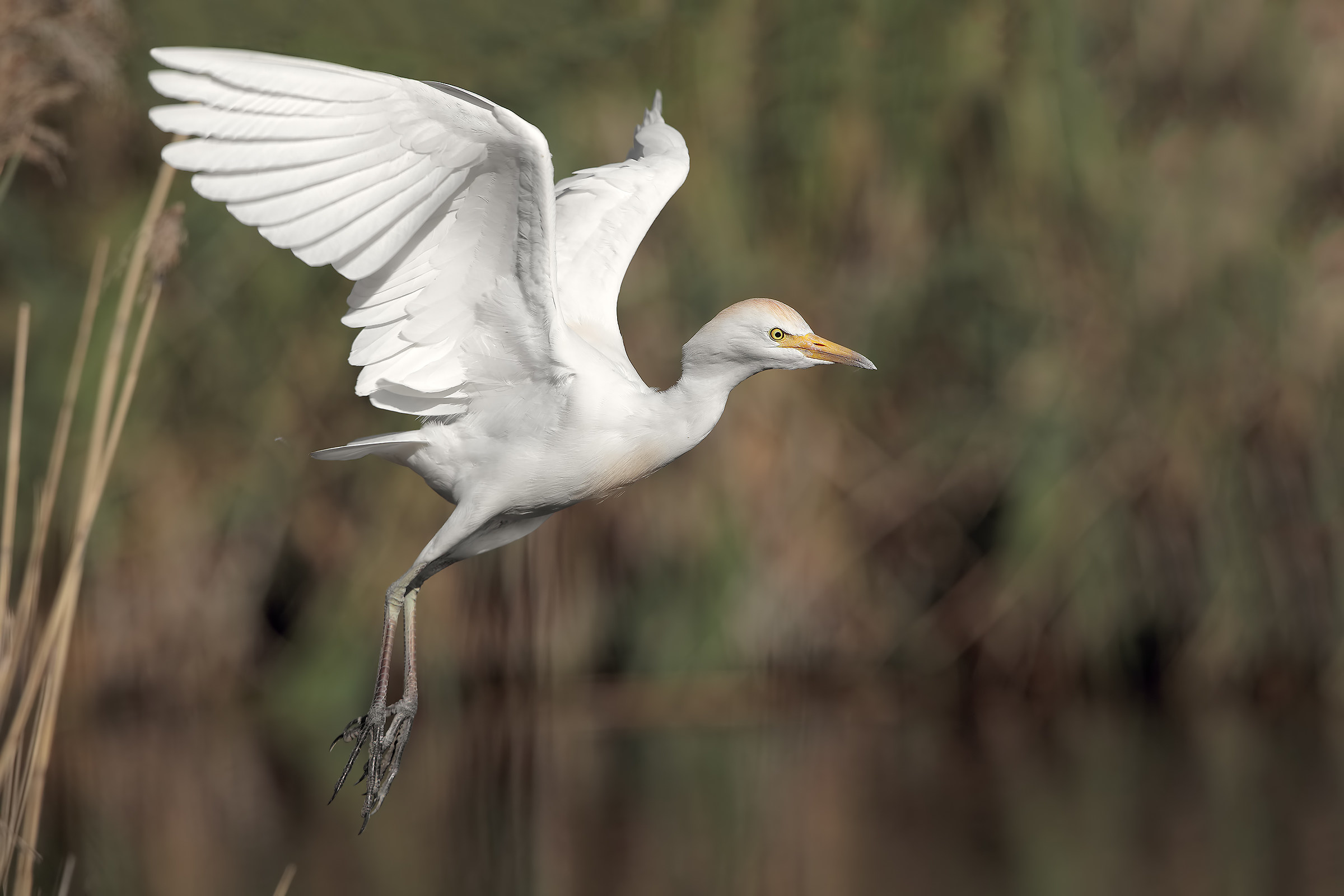 Heron Egrets