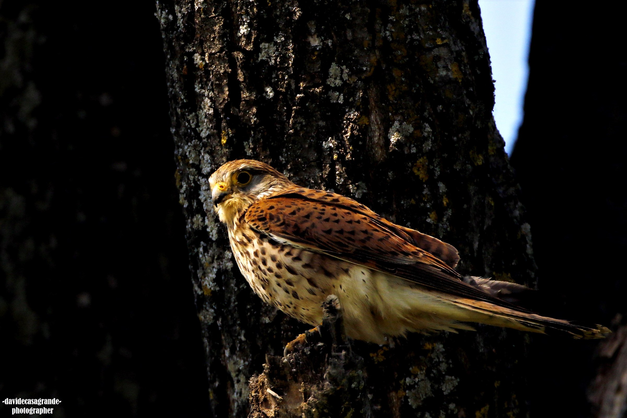 Gheppio (Falco tinnunculus)