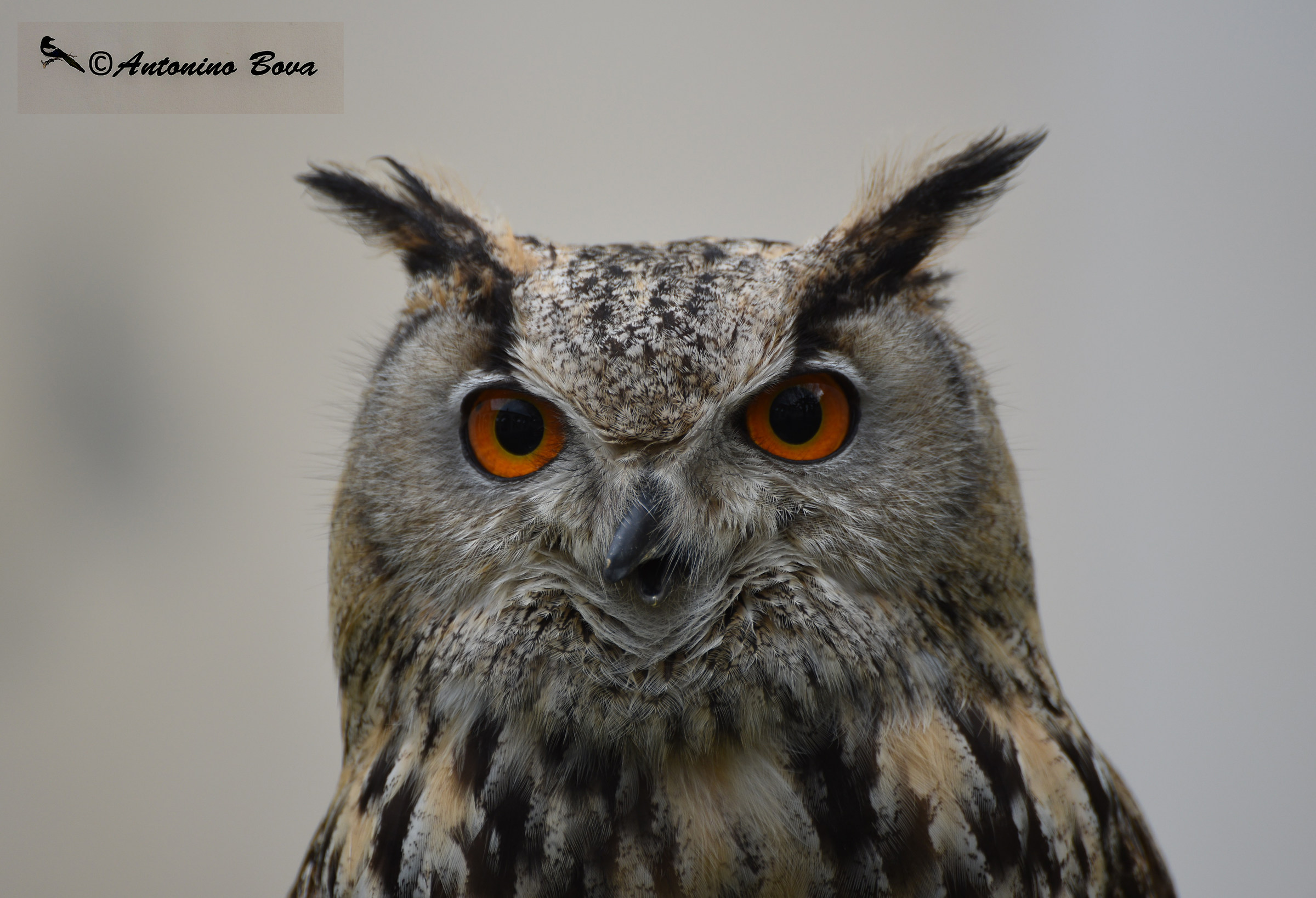 Eagle Owl