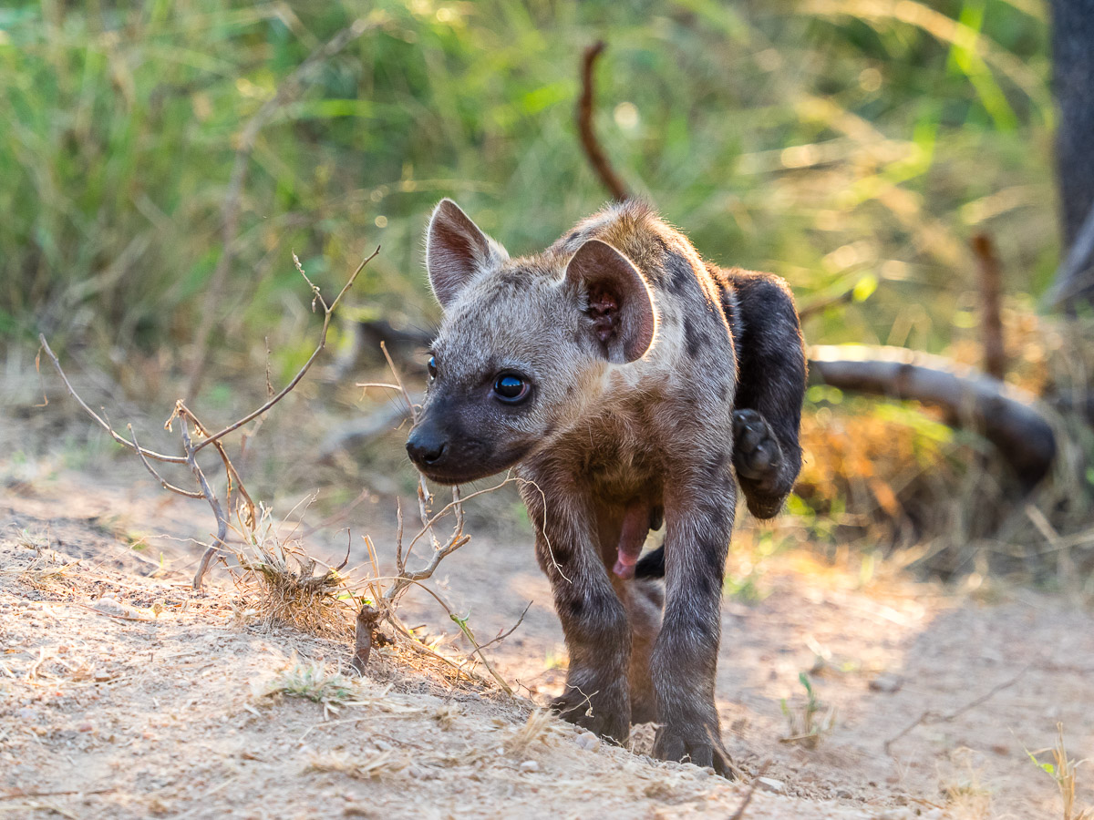 hyena cub