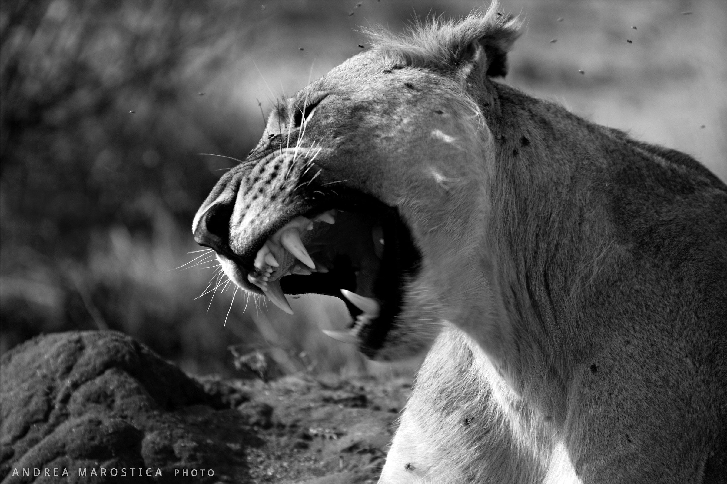 il re si è svegliato.