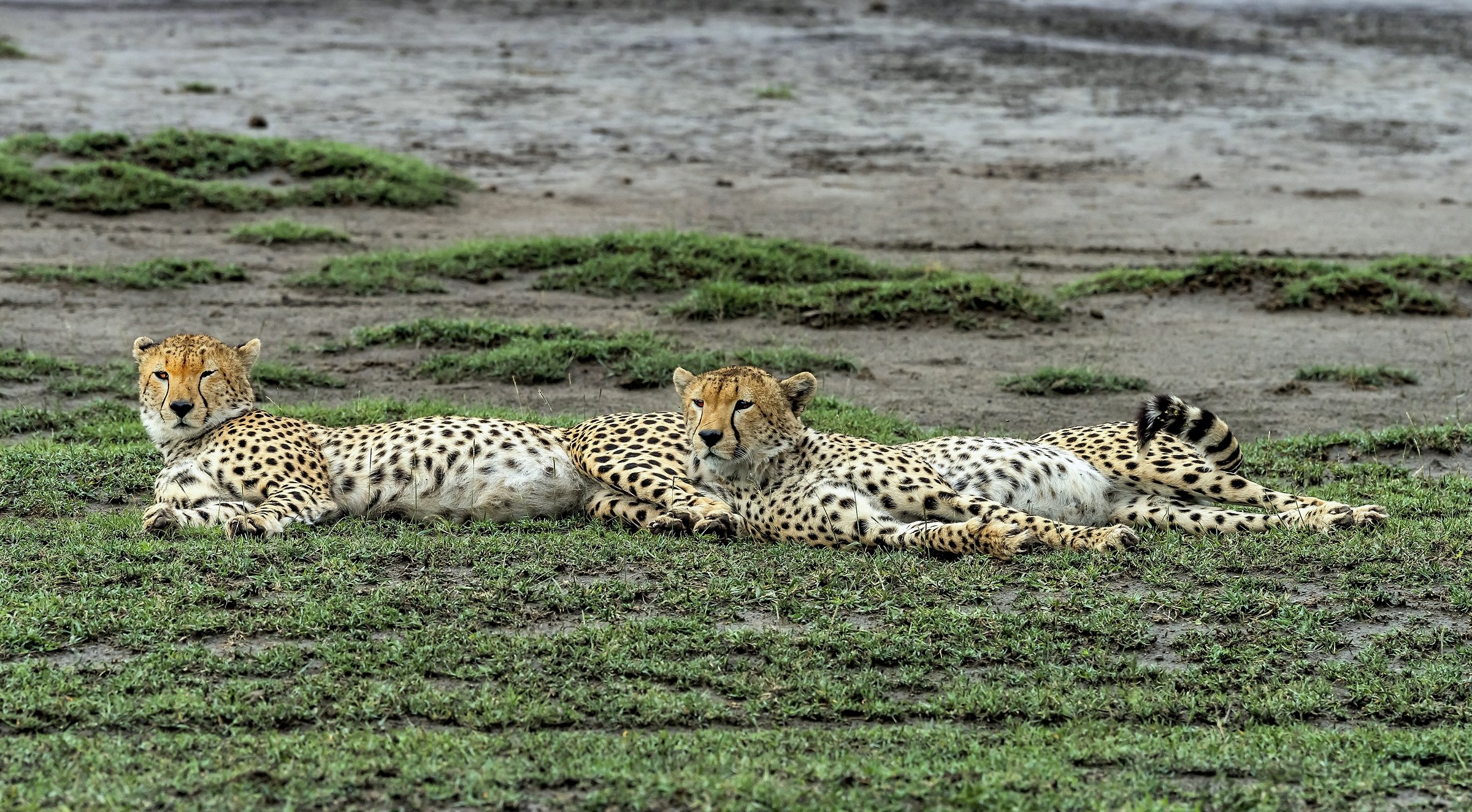 Tanzania 2017 - Distesi