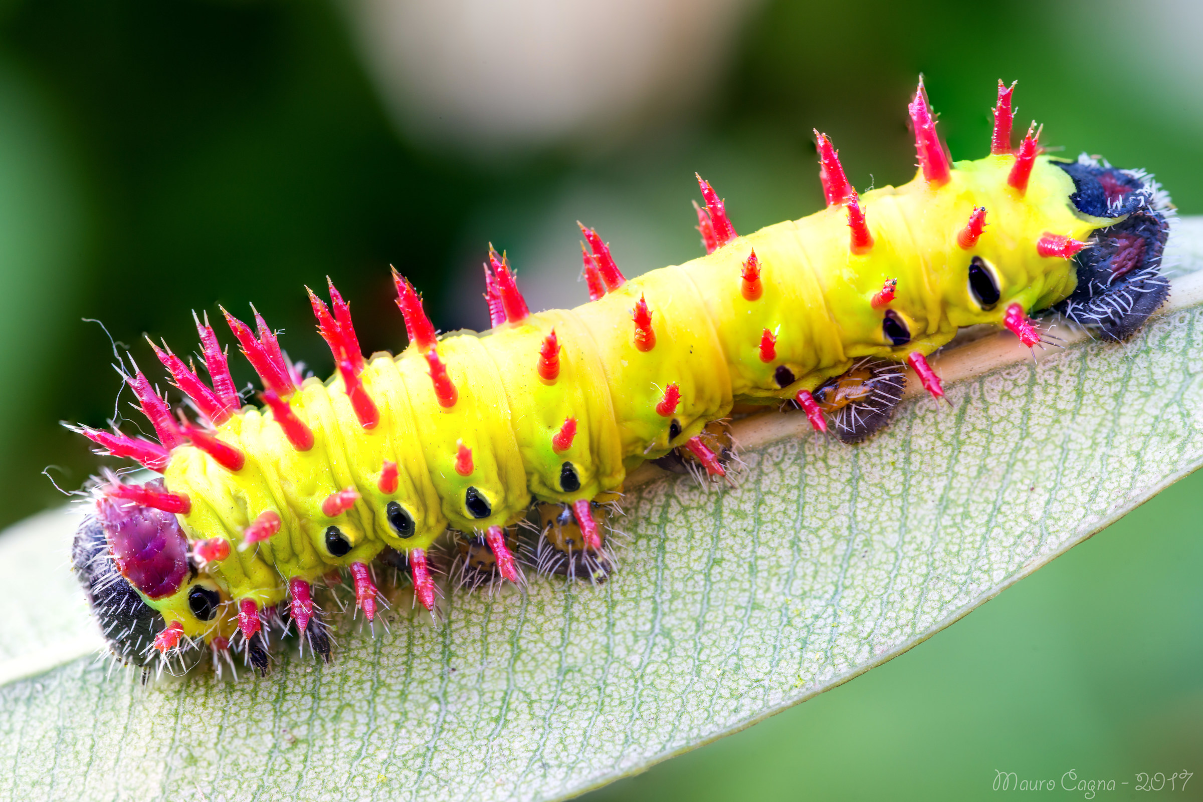 Bruce of Antherina suraka