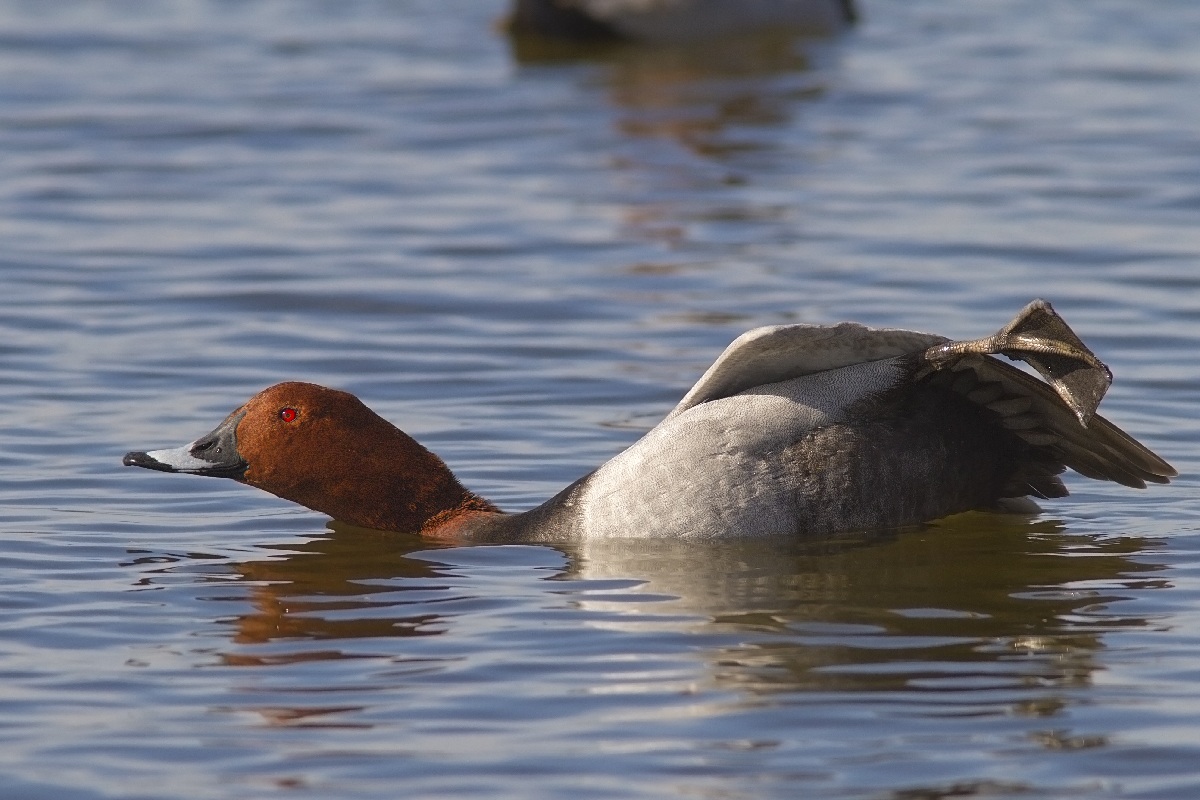 moriglione in stretching