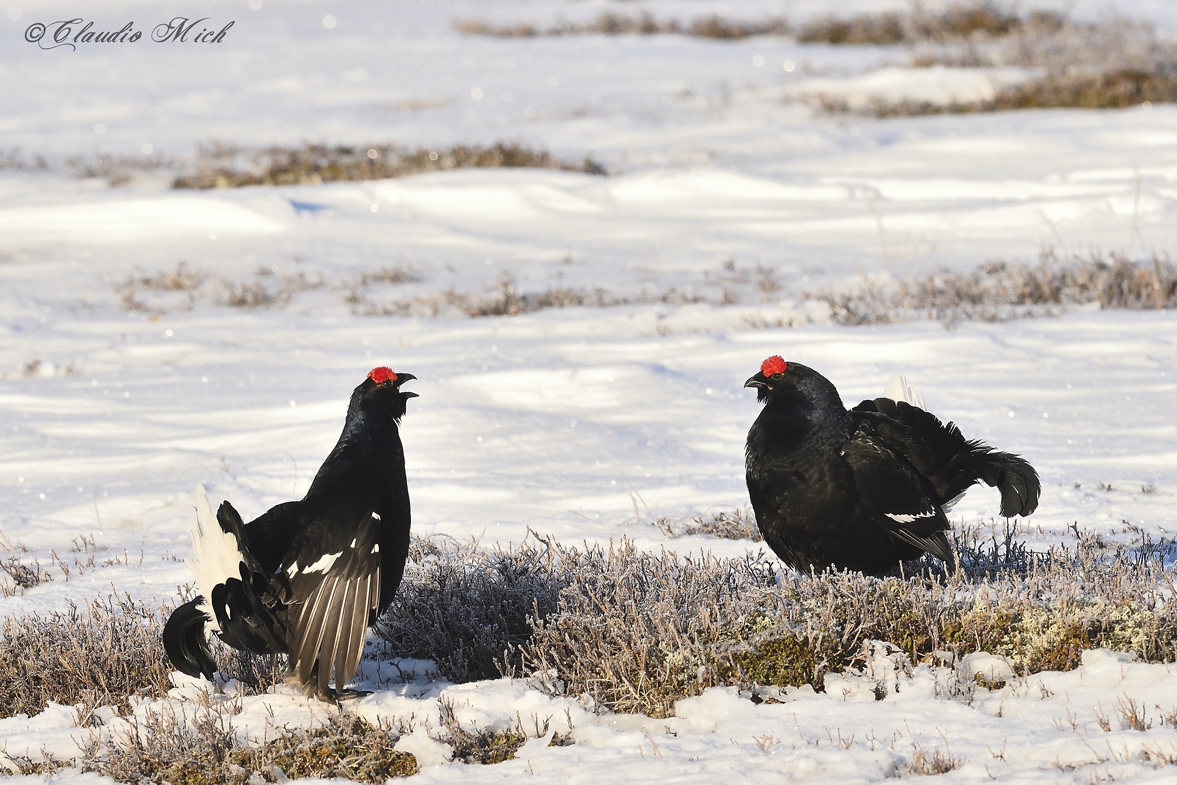 Primi incontri in arena