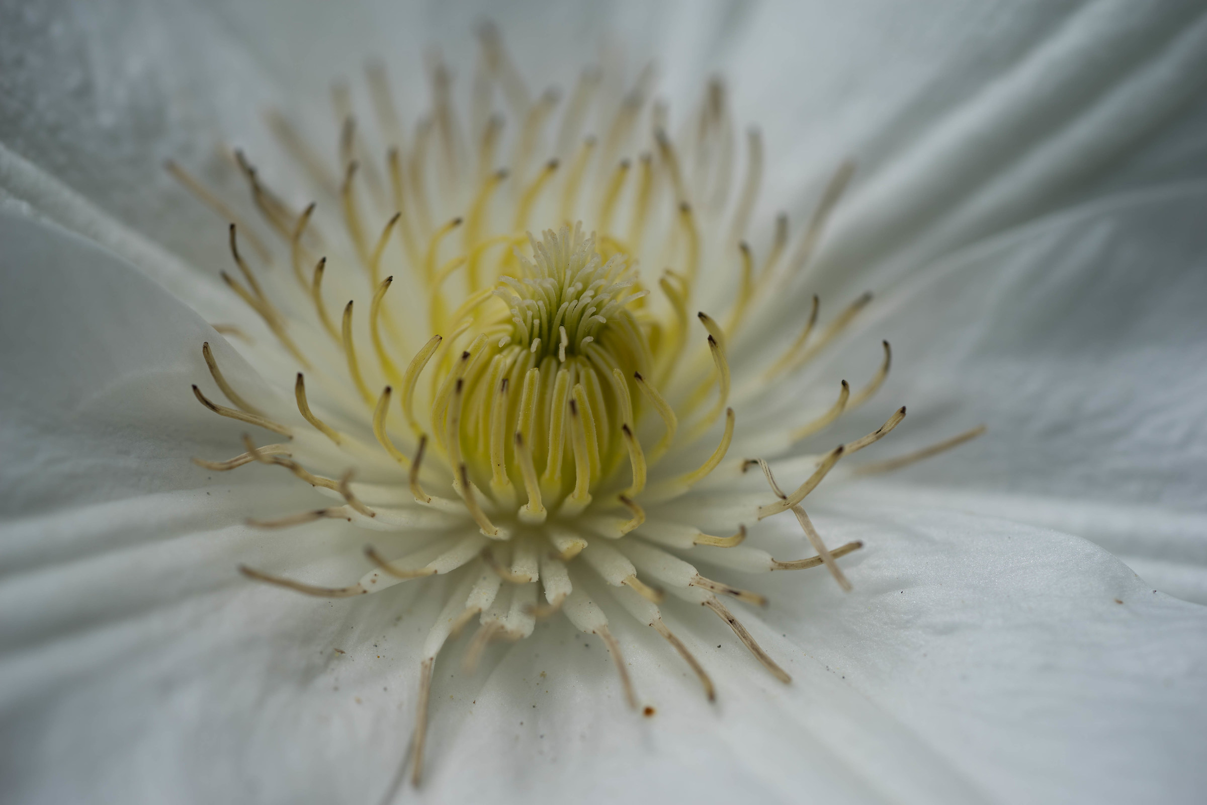 The heart of clematis