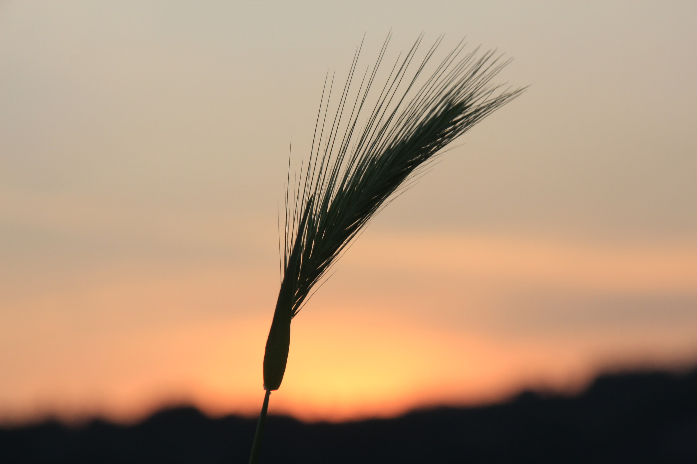 sunset on wheat field