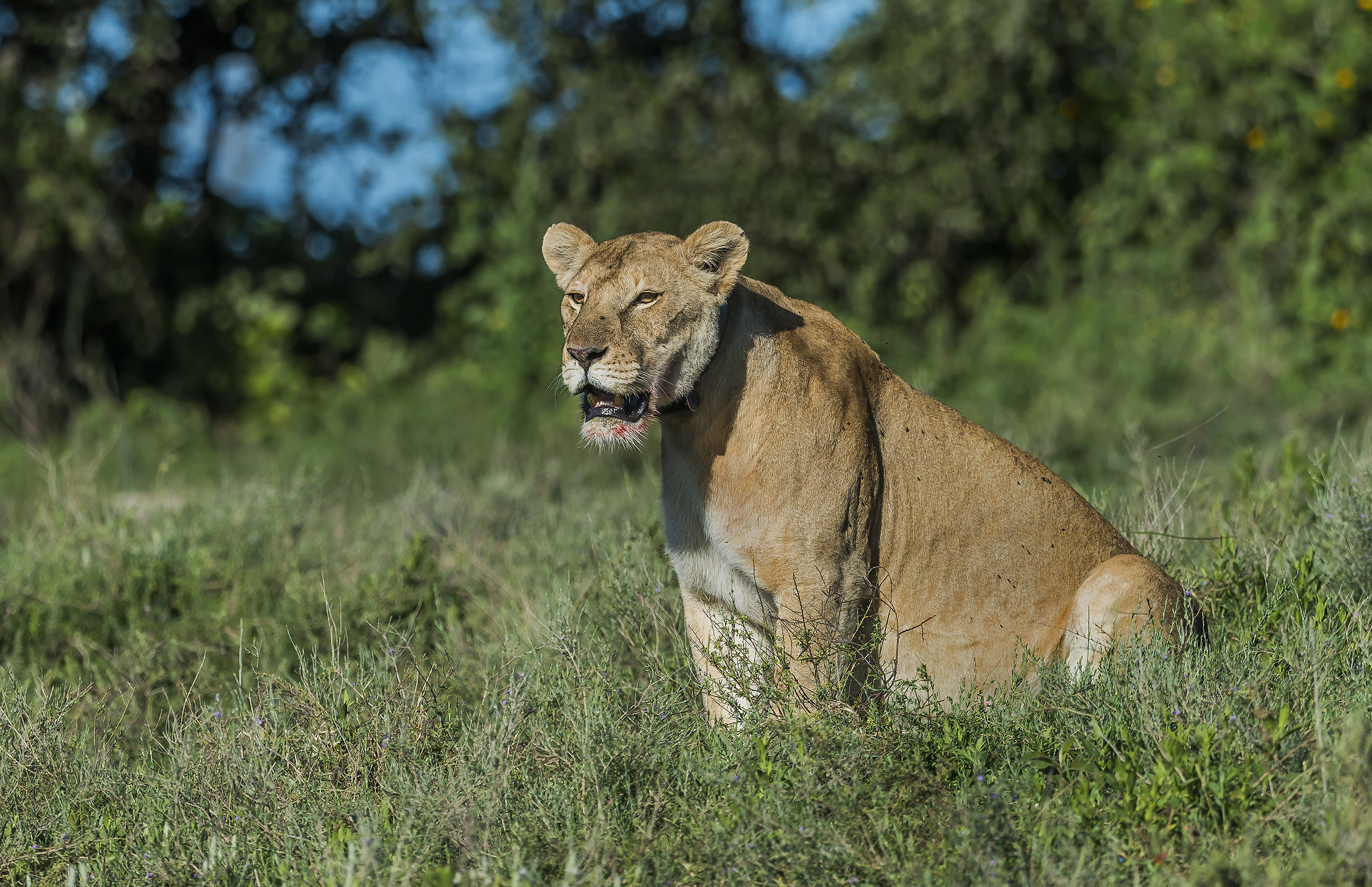 Tanzania 2017 - Vedetta