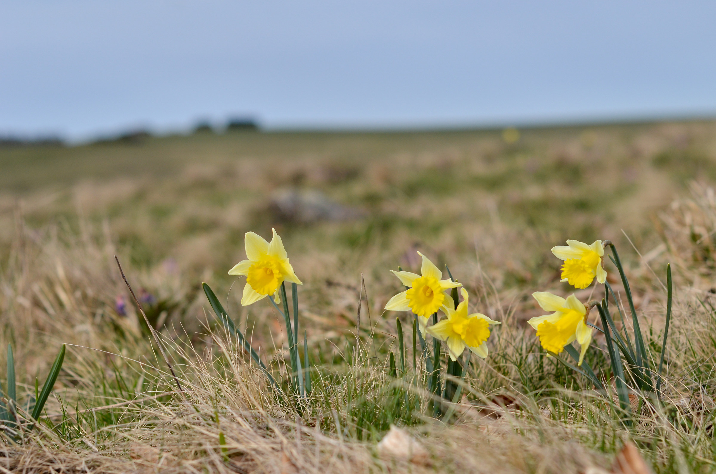 Jonquilles d'Aubrac