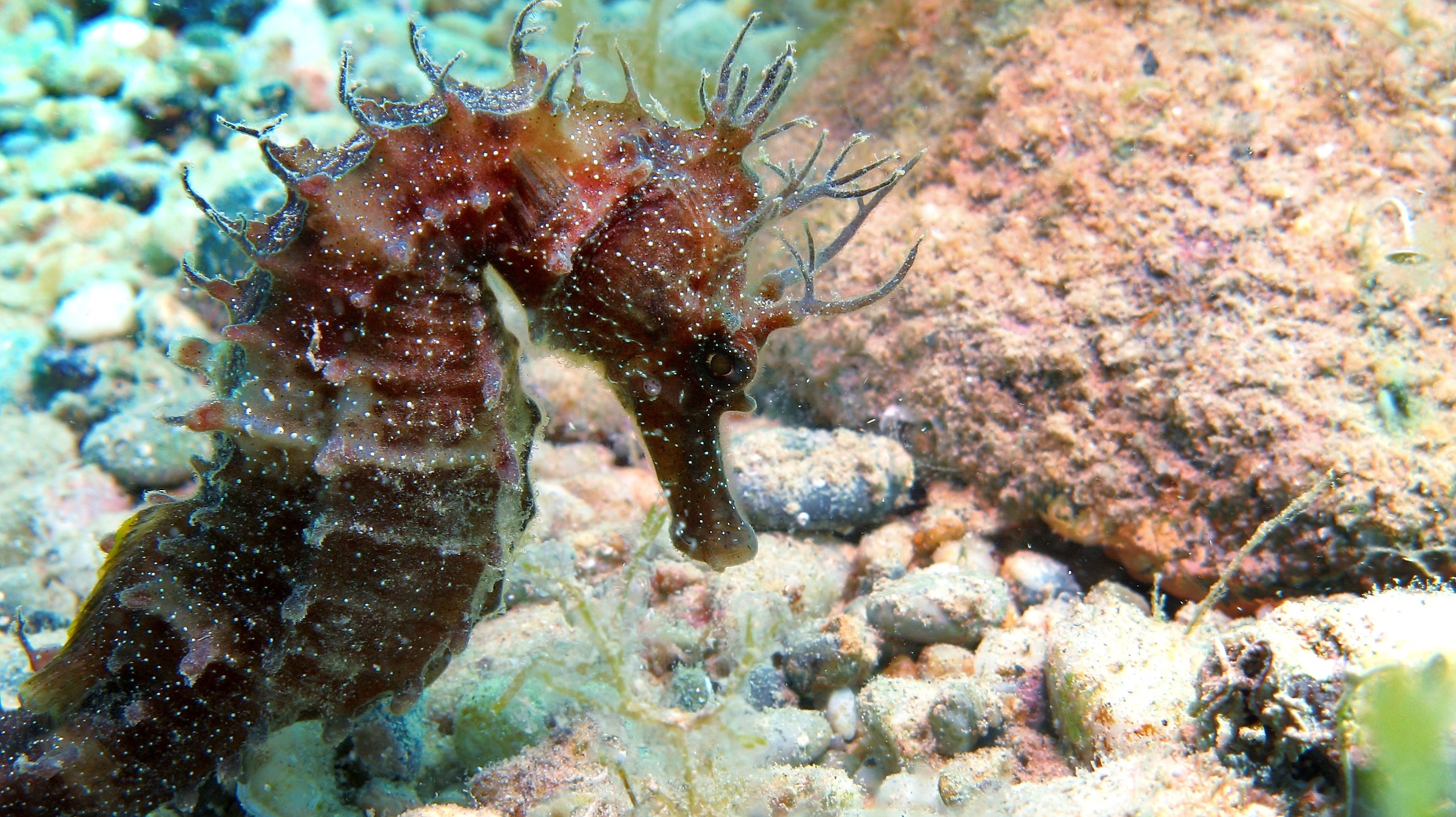 Cavalluccio, Capo Noli